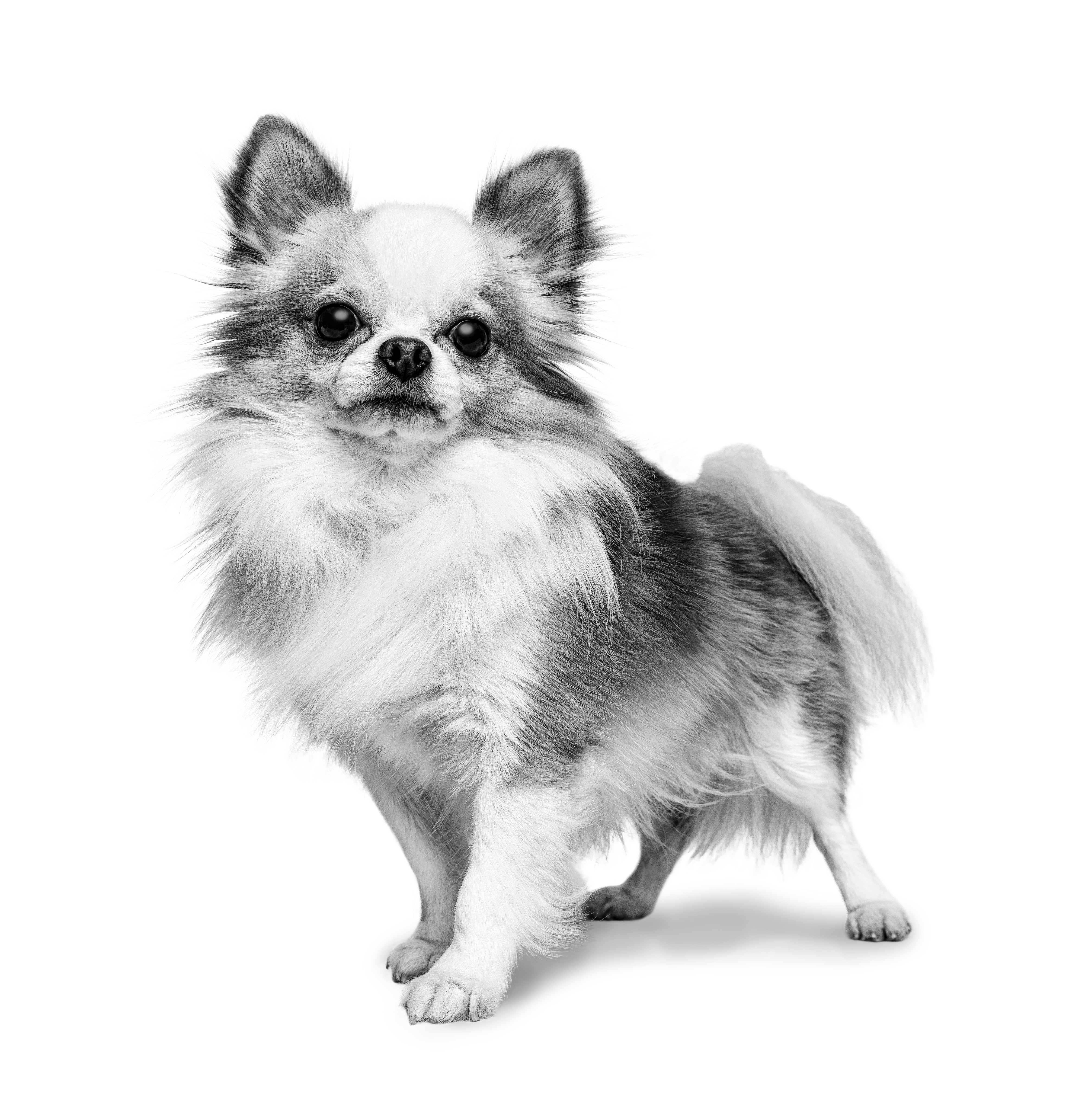 Chihuahua adult standing in black and white on a white background