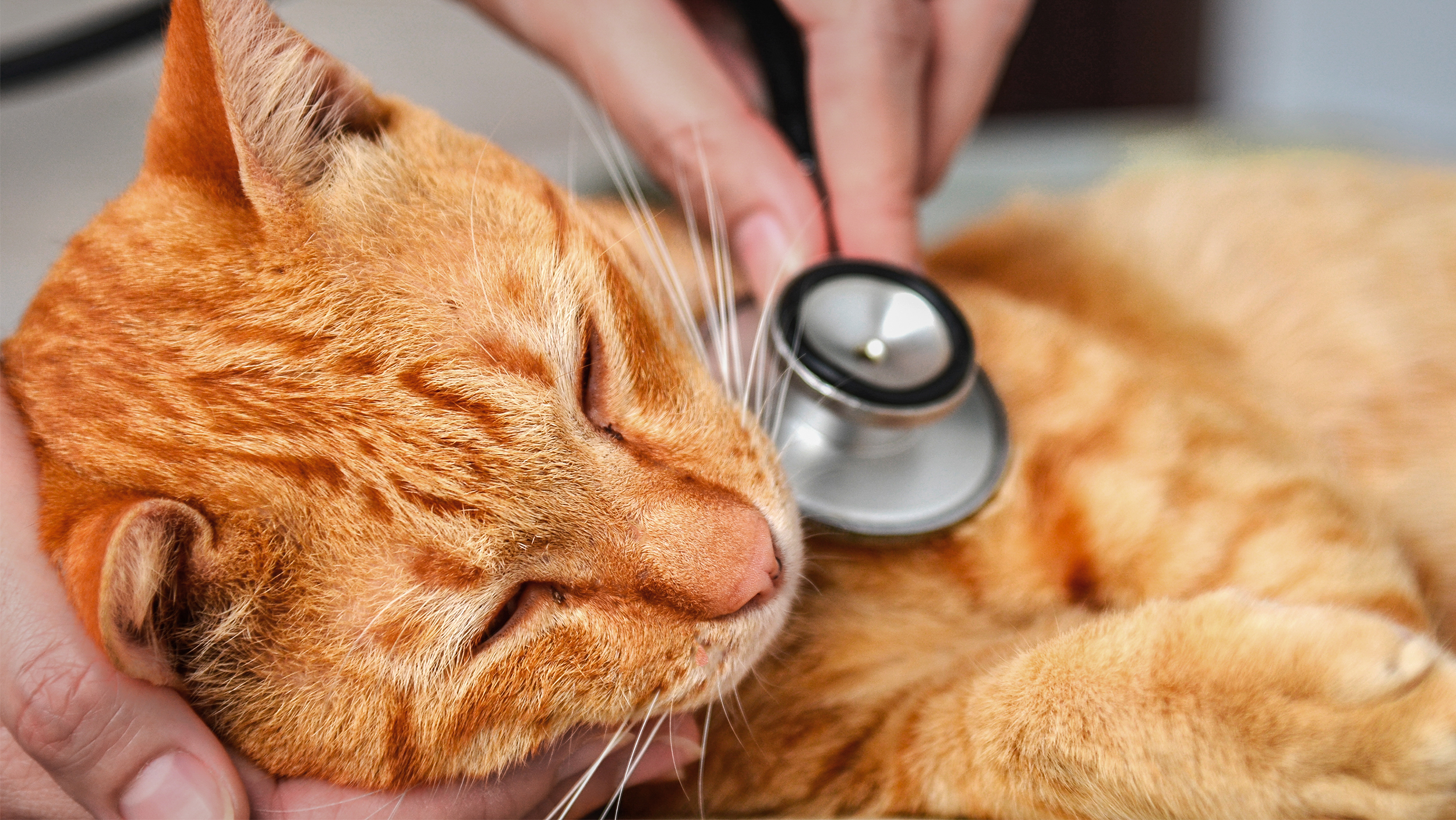 Adult cat lying down on an examination table being checked over by a vet.