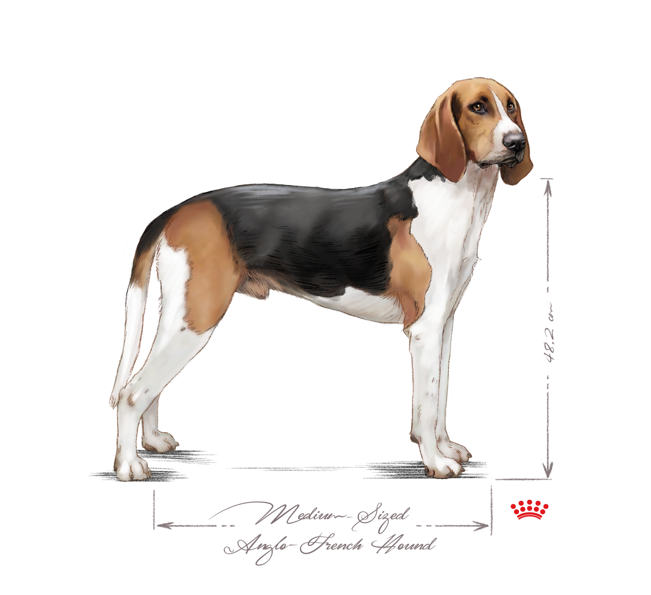 Medium-Sized Anglo-French Hound adult in black and white