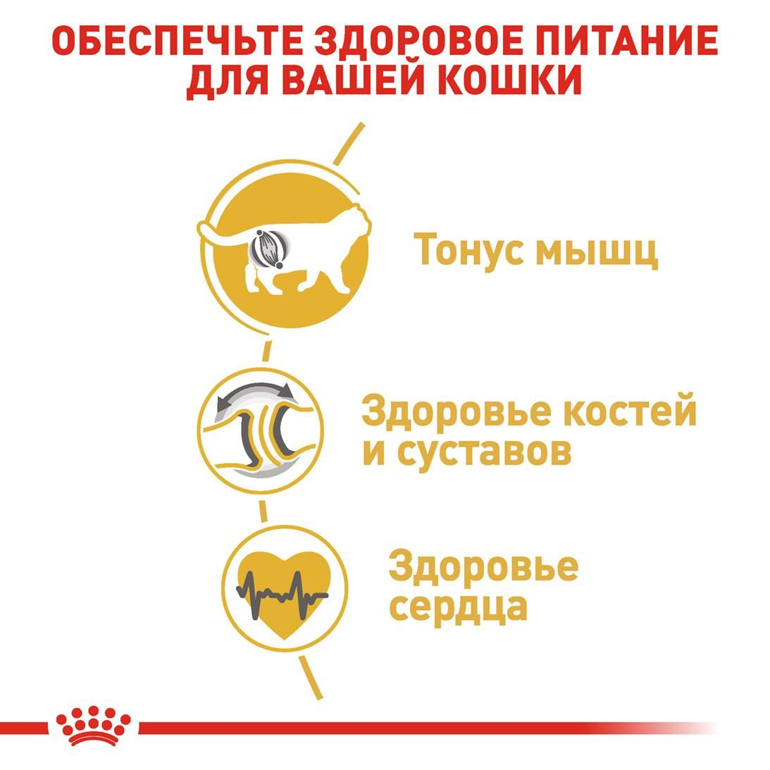 British Shorthair Adult