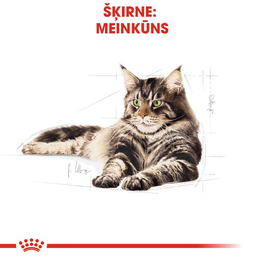 Maine Coon