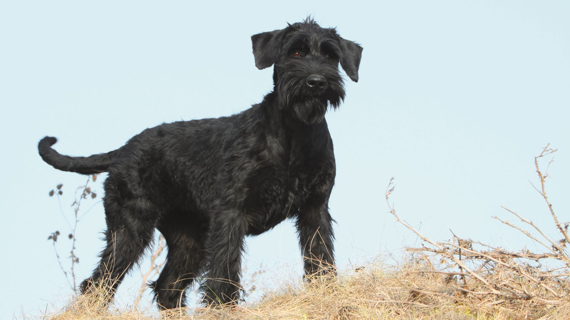 Giant Schnauzer standing on hill amongst dried grass