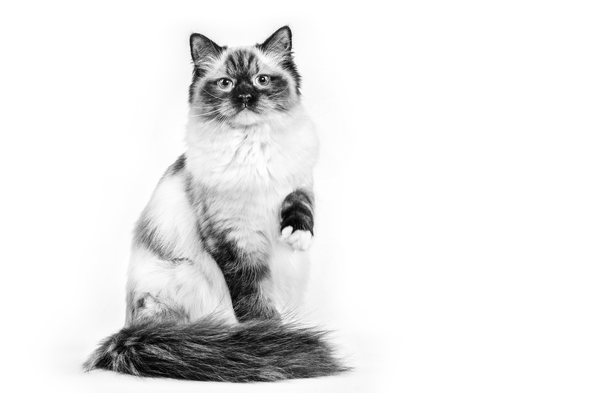 Urinary S/O Moderate Calorie Gravy