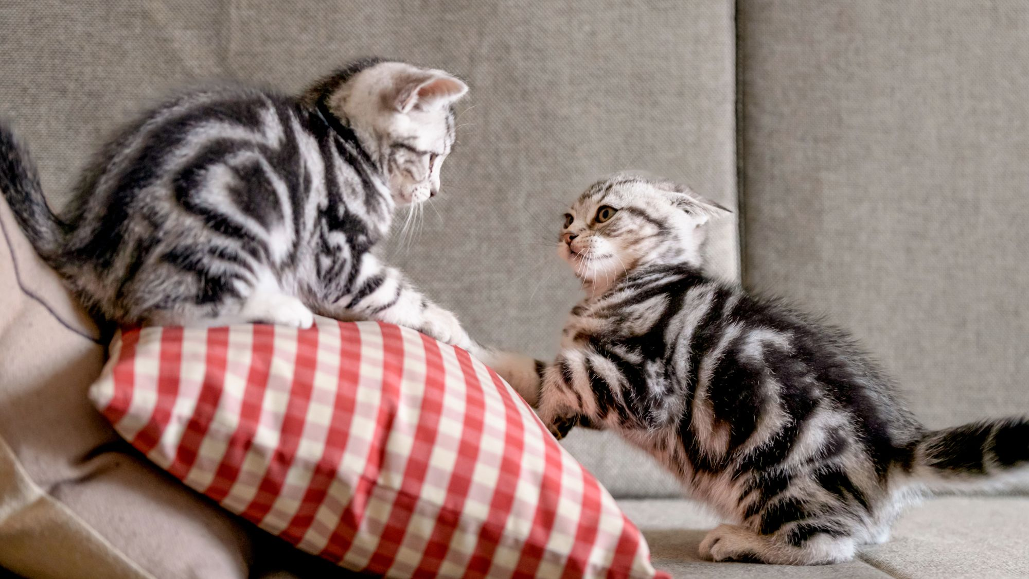 Tabby kittens playing together on a grey sofa