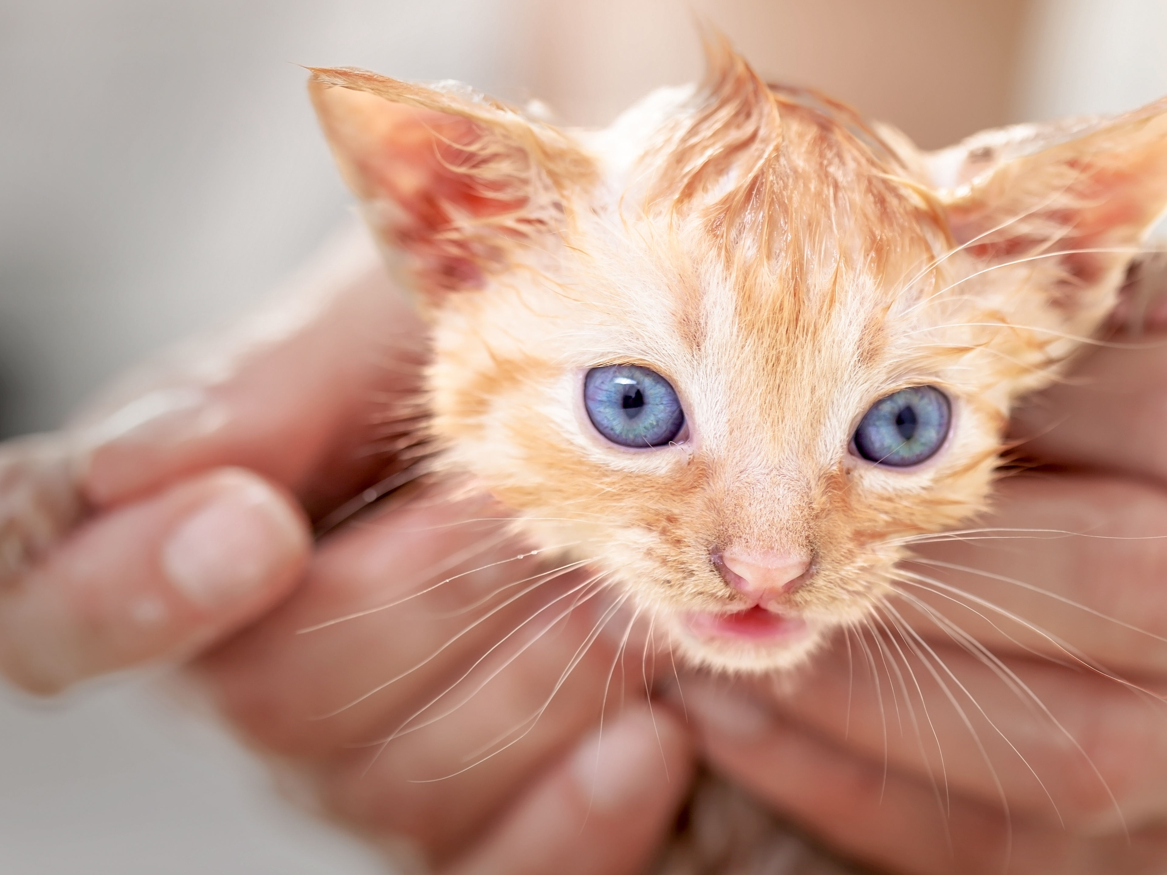 목욕 중인 적갈색 새끼 고양이