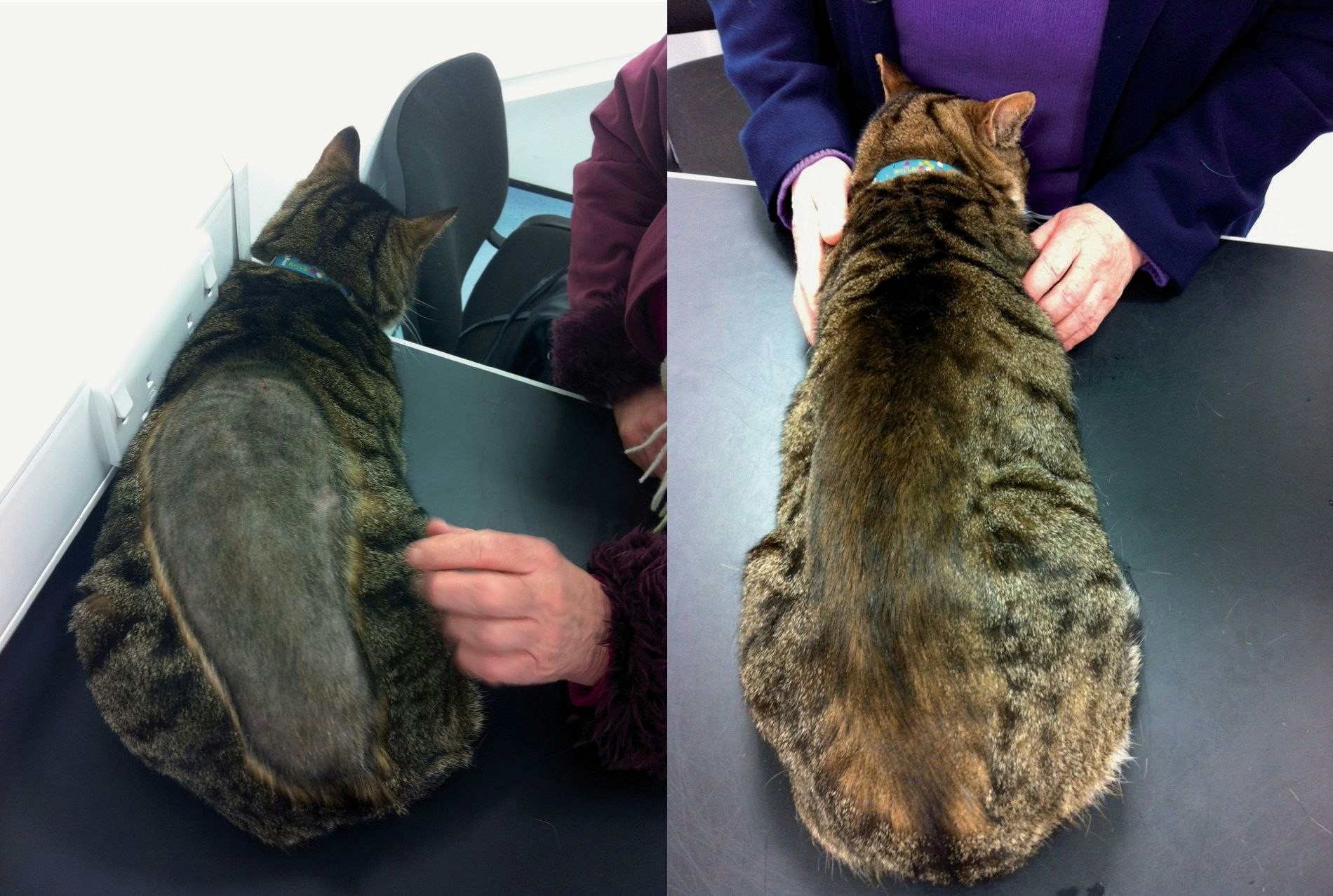 Overgrooming In Cats Diagnosis And Treatment Vet Focus