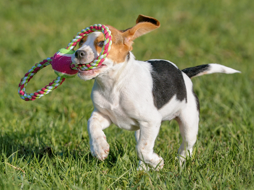 Cachorro jugando con un juguete