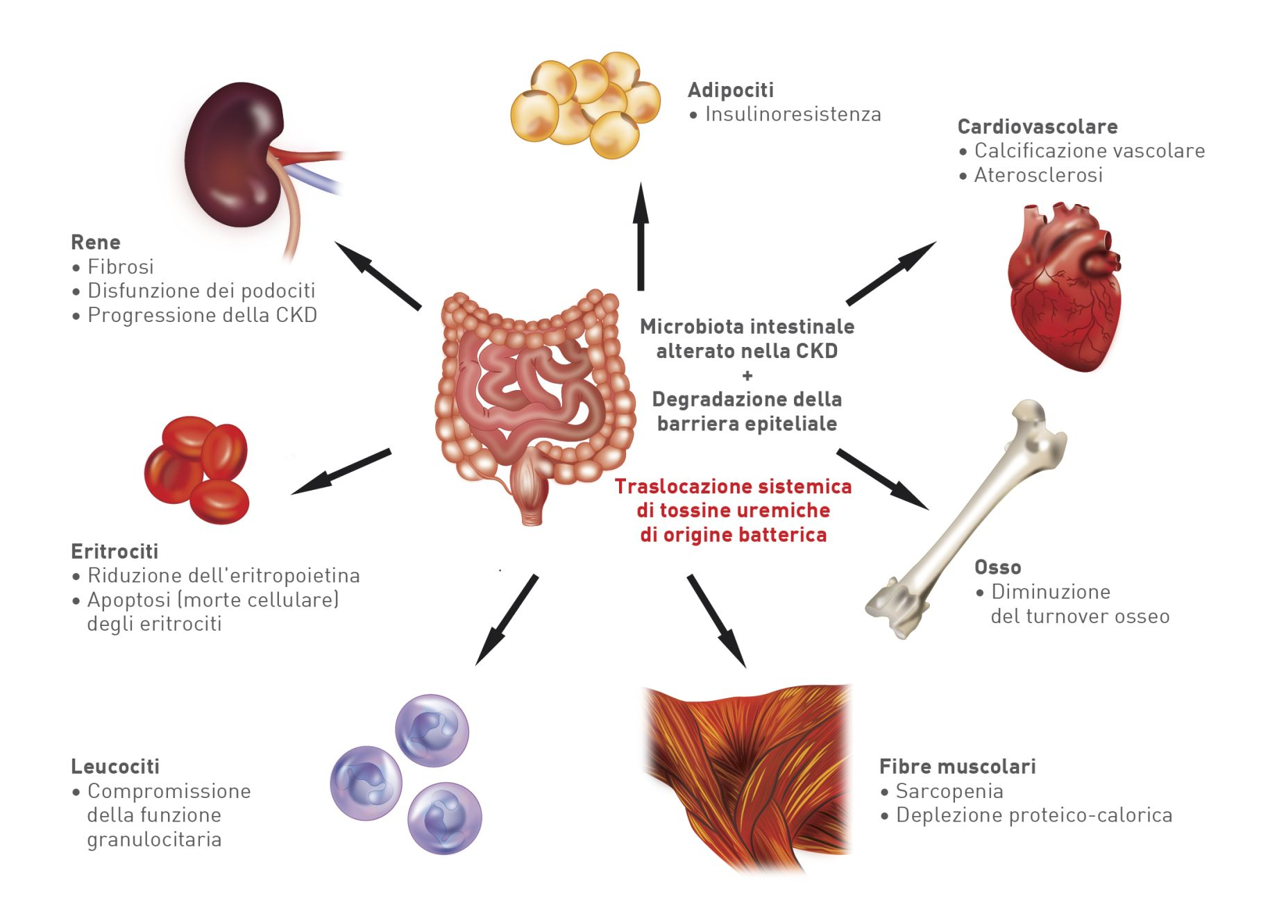 È stato documentato che le tossine uremiche hanno effetti sistemici nocivi multipli