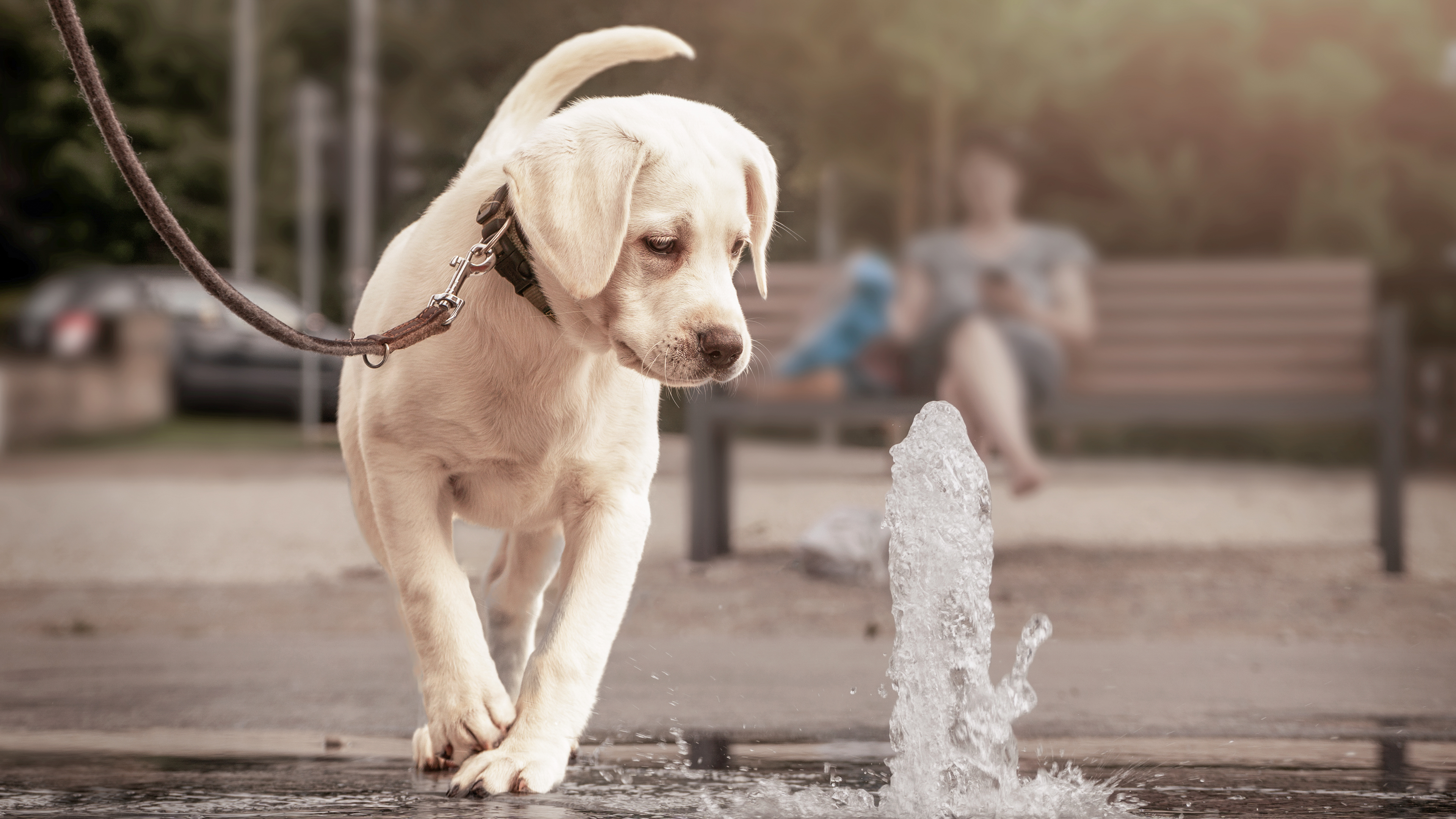 Ein Labarador-Retriever-Welpe läuft im Freien neben einem Springbrunnen und beäugt diesen kritisch.