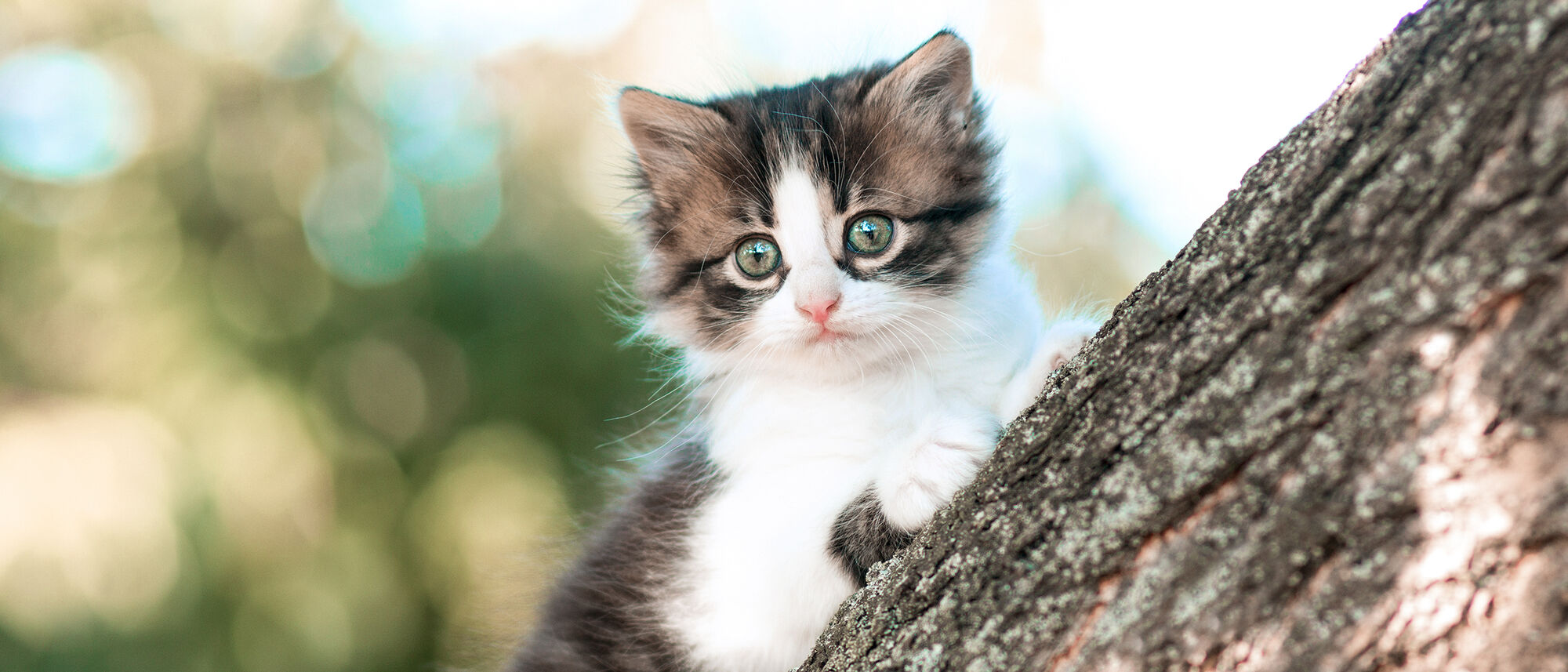 Kitten outdoors climbing in a tree