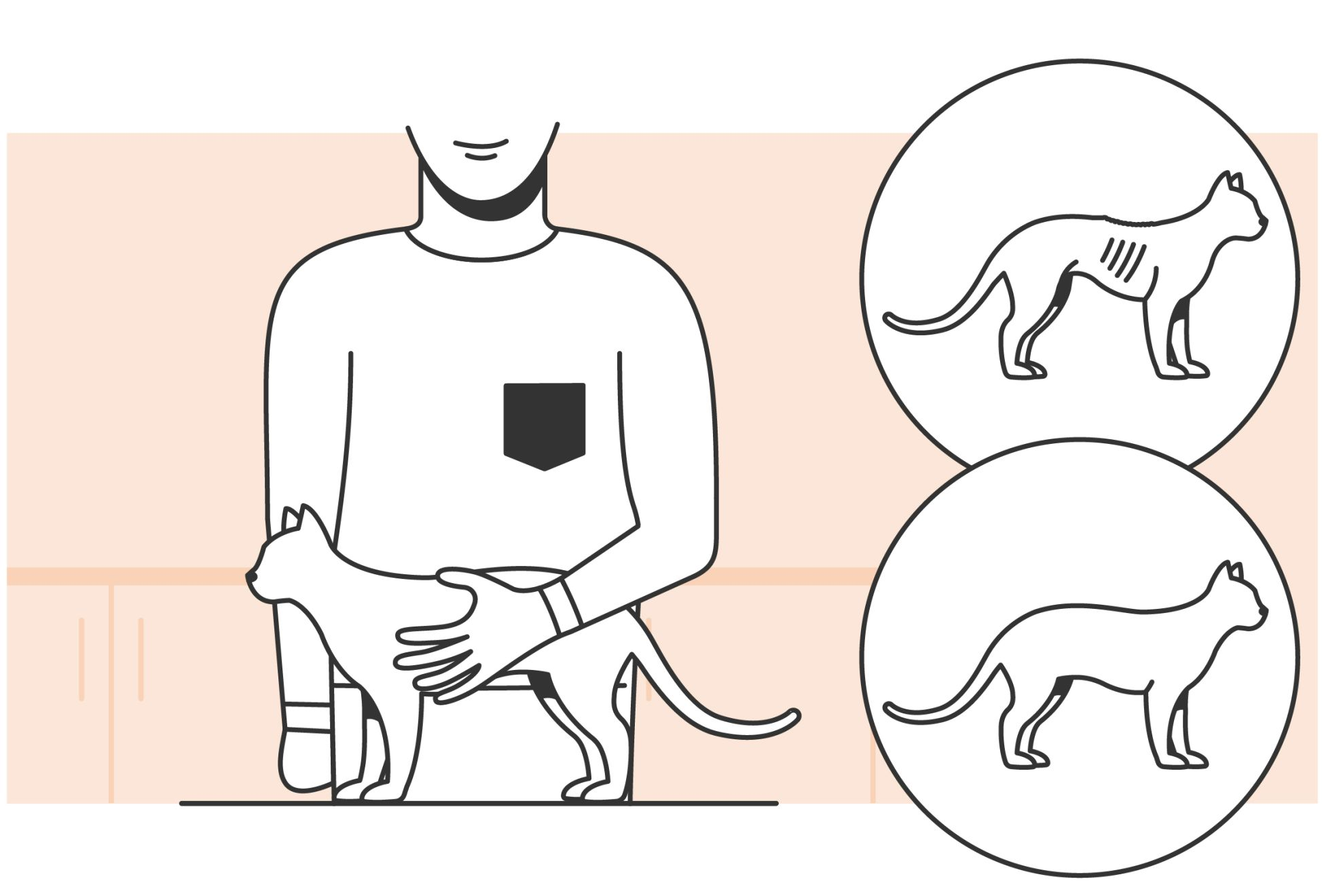 Illustration of a cats body condition score being assessed