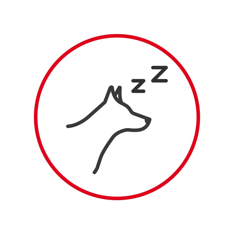 Illustration of a sleeping dog