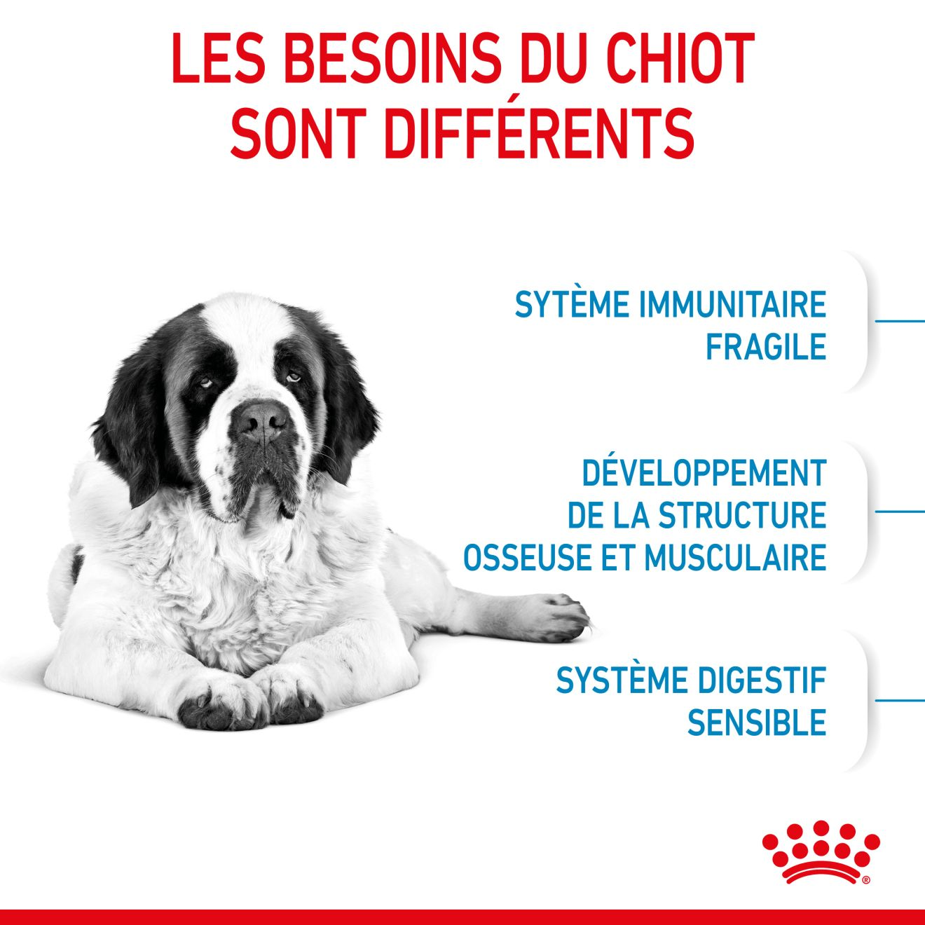 Giant Junior pour chiot