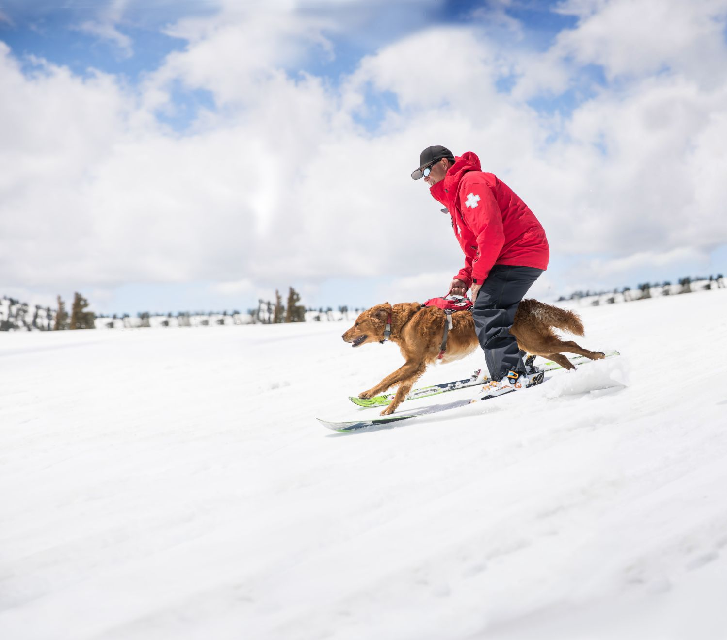eukanuba premium performance working & endurance