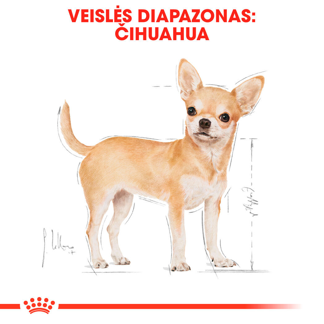 Chihuahua Adult