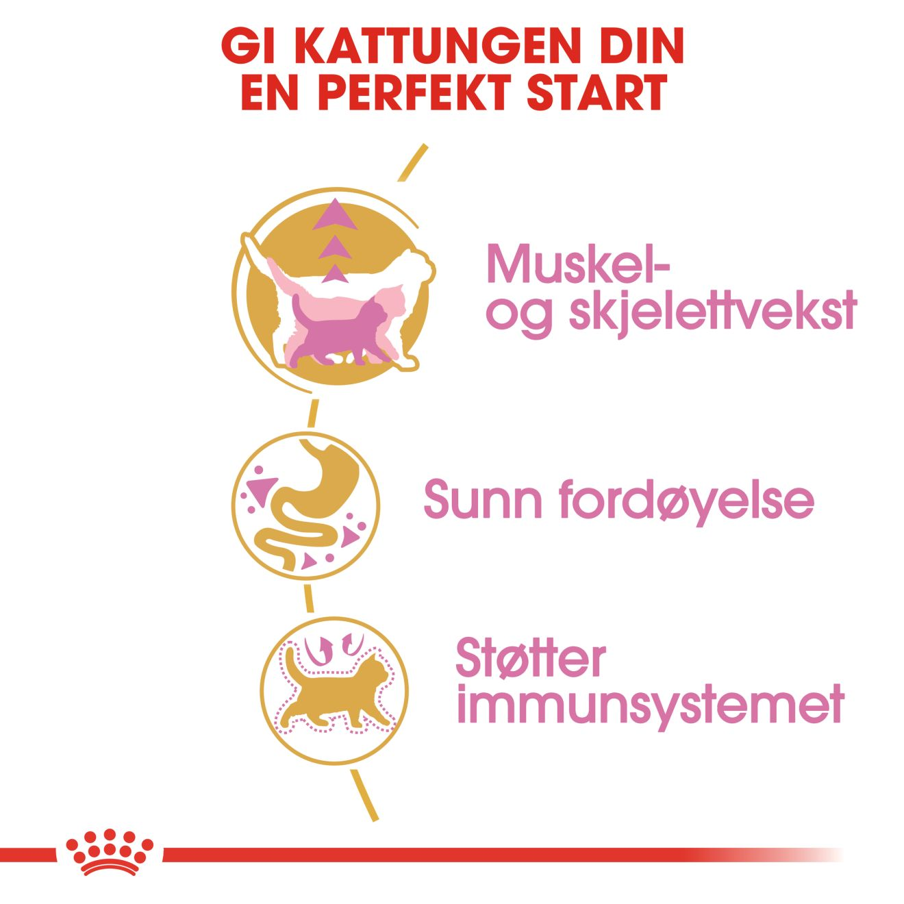 British Shorthair Kitten