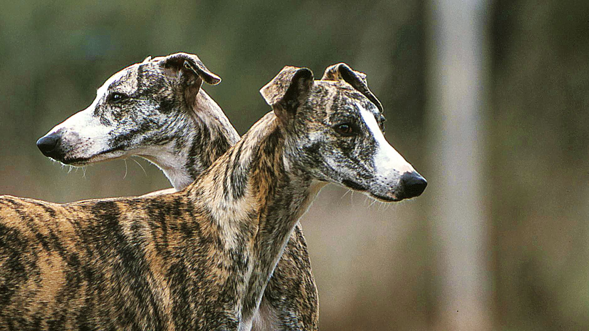 Two Whippets stood facing opposite directions