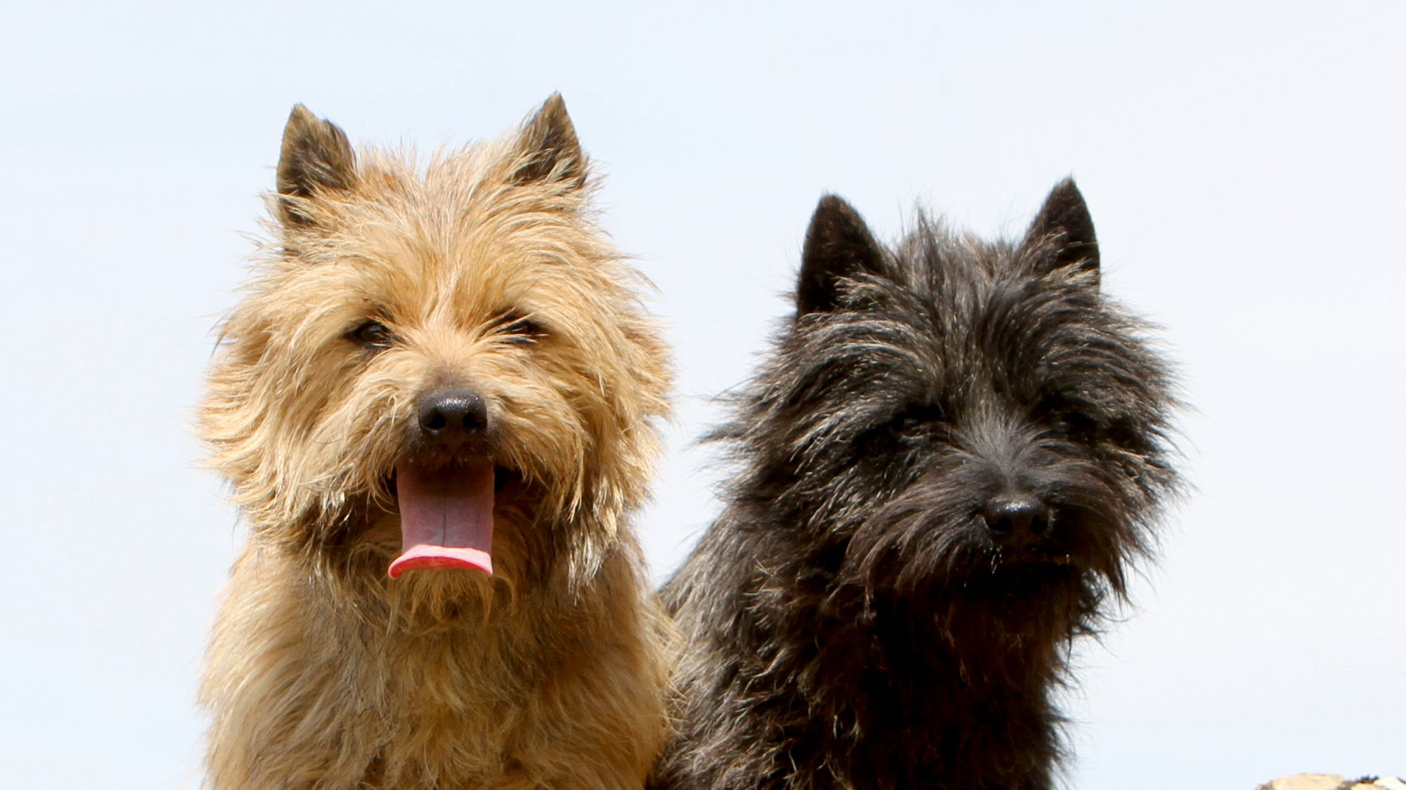 A blonde and a black Cairn Terrier stood next to each other on a rock