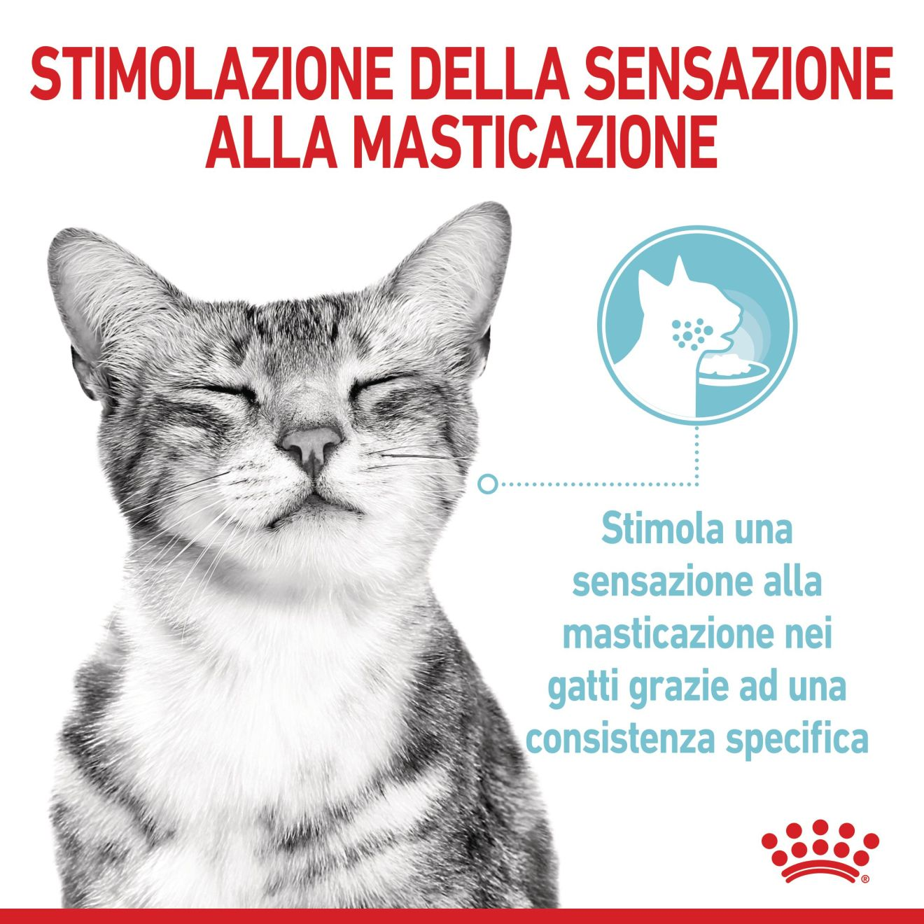 SENSORY™ FEEL straccetti in salsa