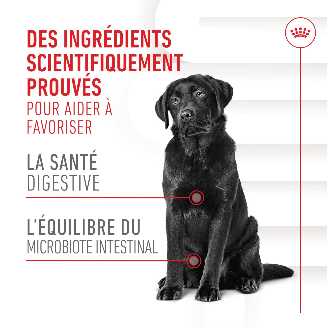 Aliment complémentaire Adult Digestion Chews pour chien