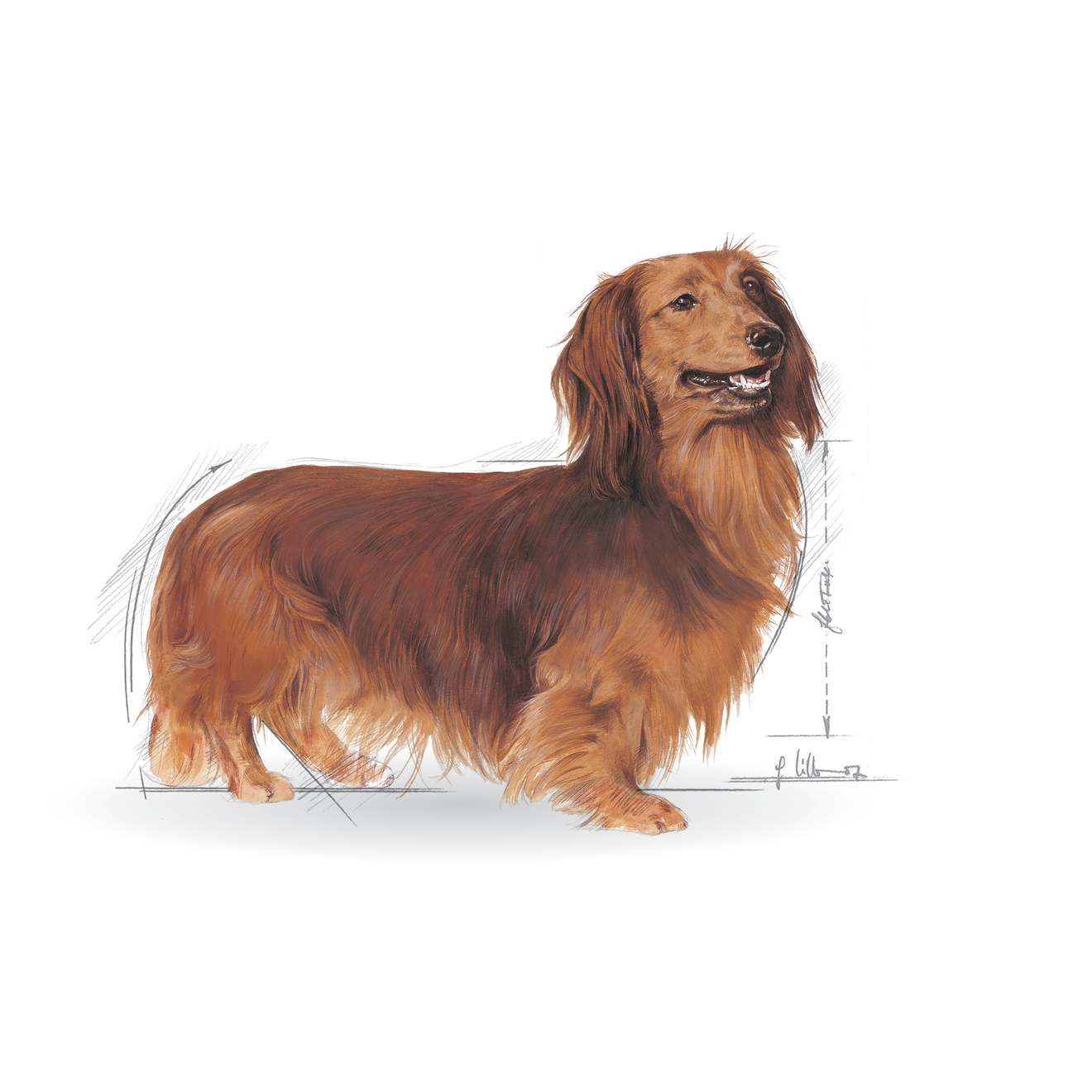 Dachshund Adult