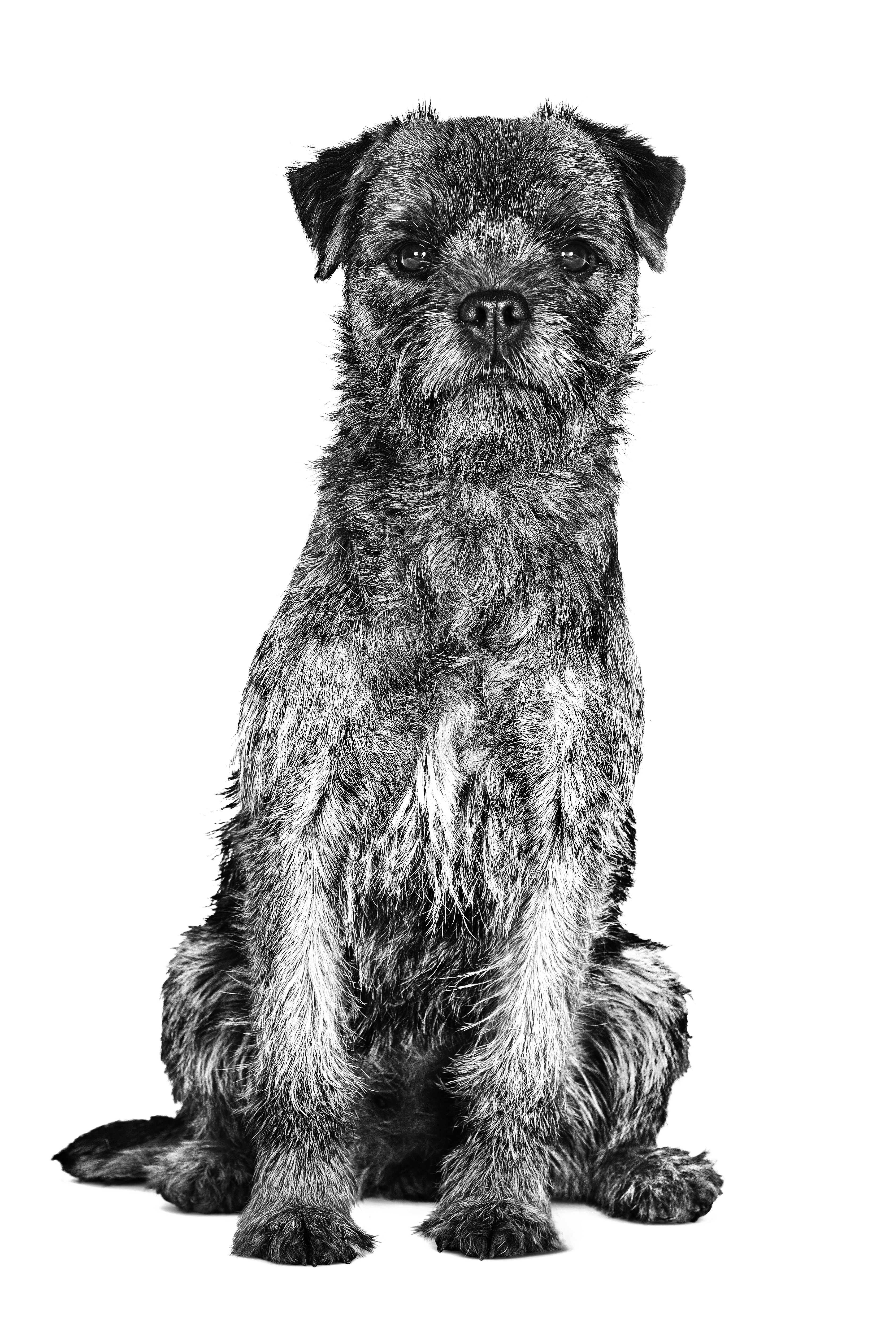 Border terrier adulte en noir et blanc