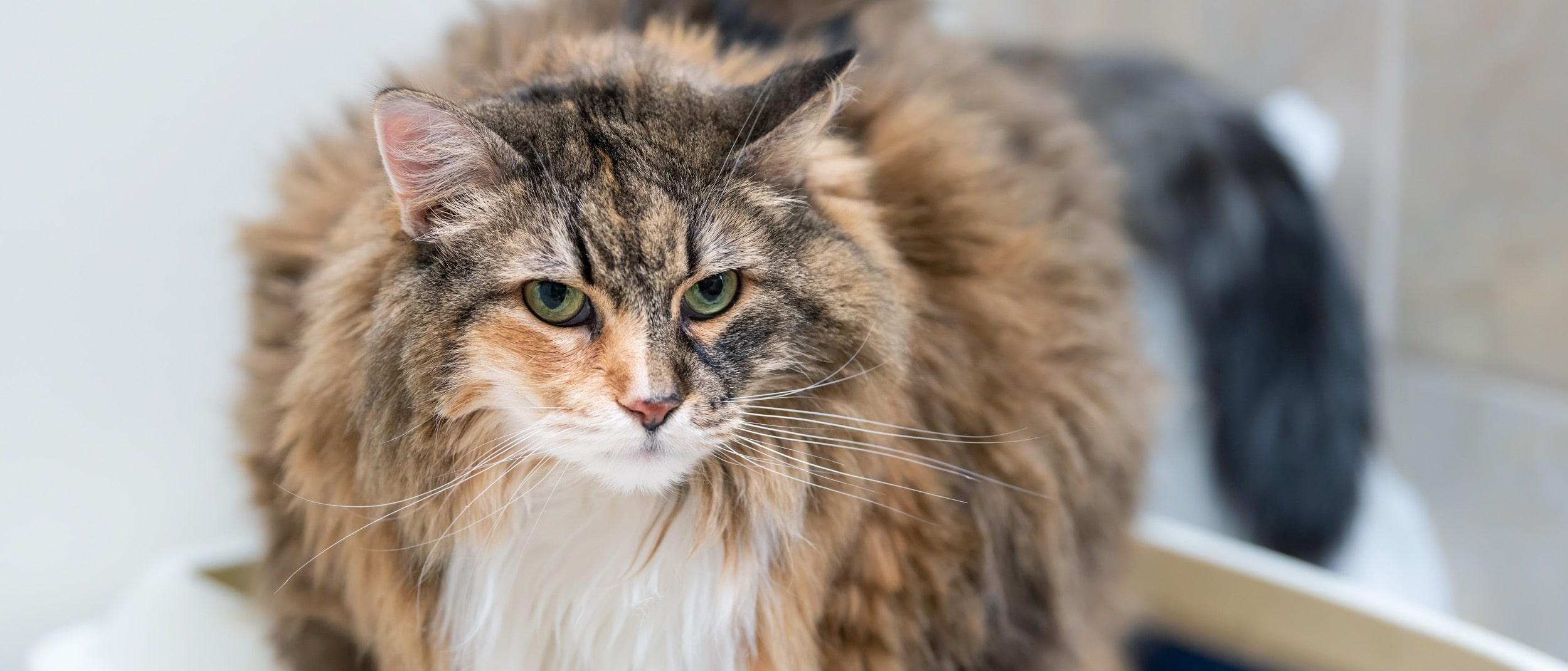 Gatos com caspa, Saúde do gato e cuidados