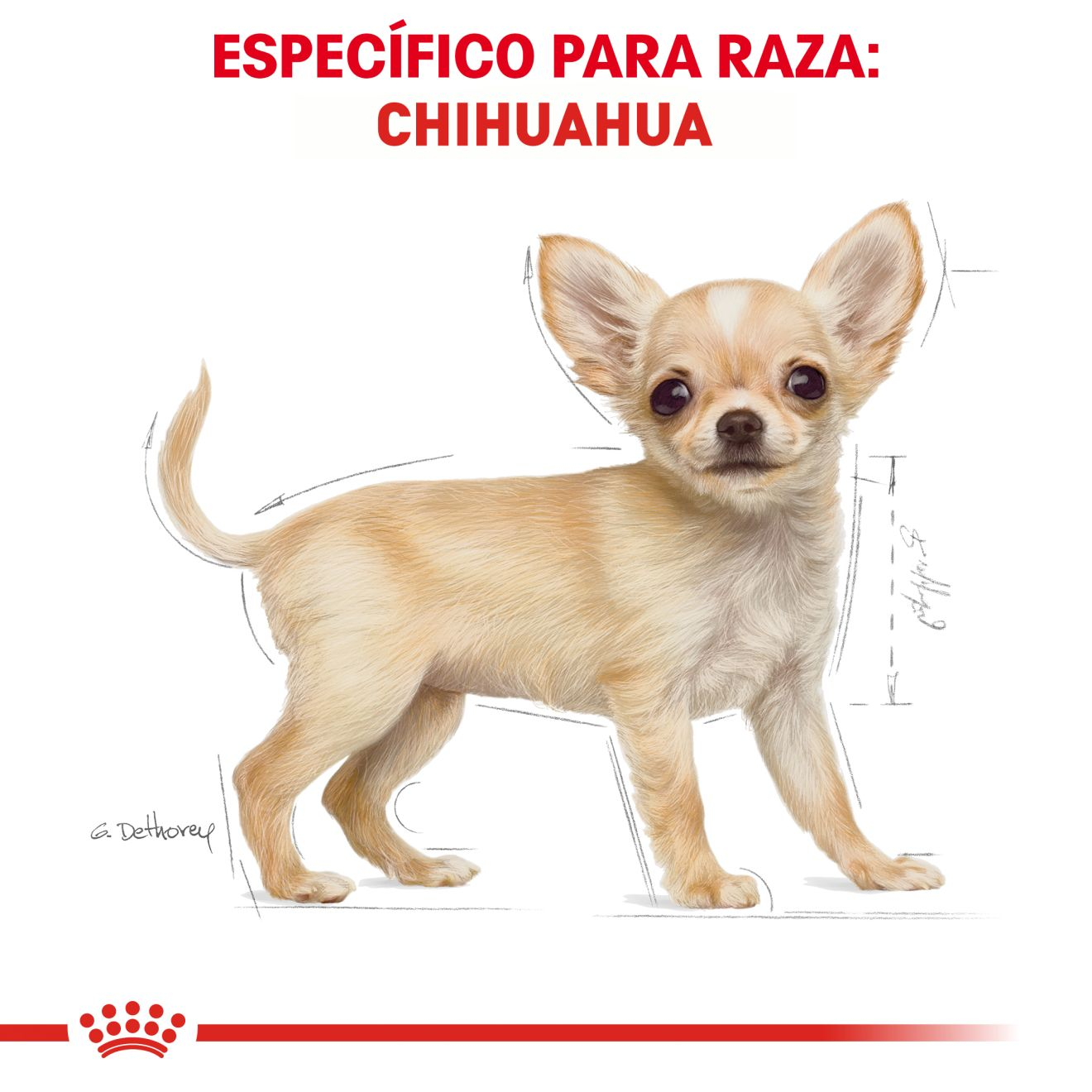 Chihuahua Cachorro