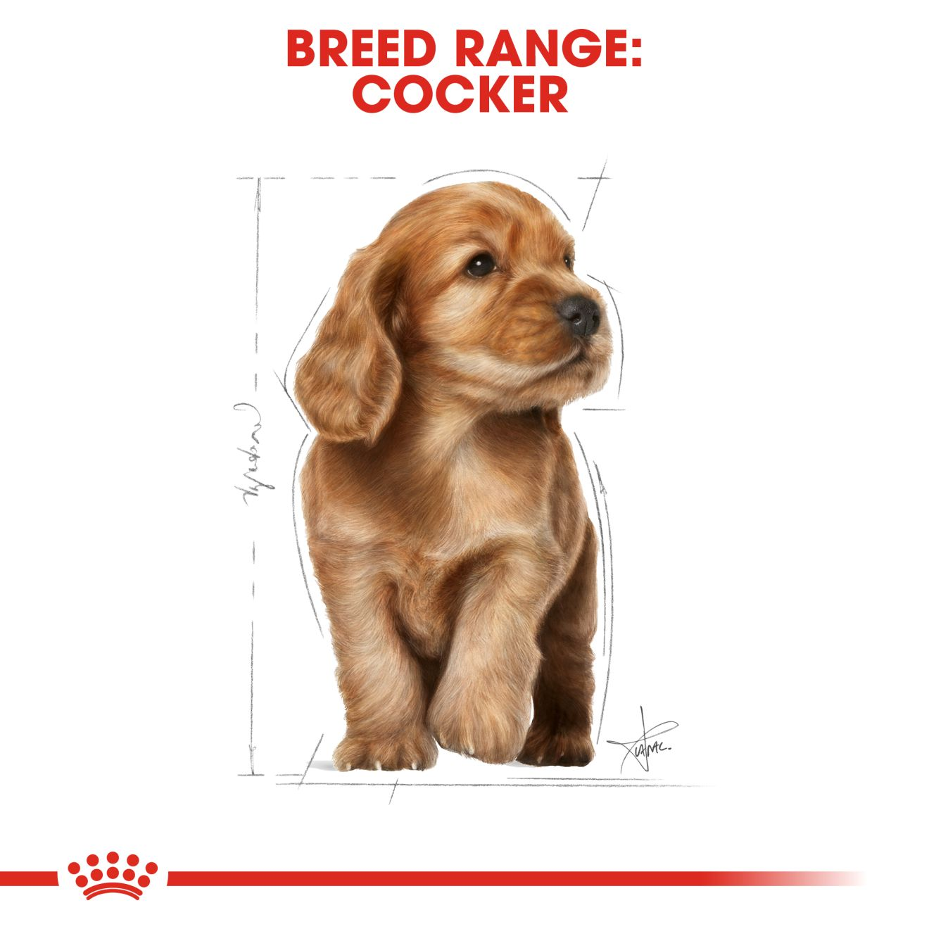 royal canin for cocker spaniel puppy
