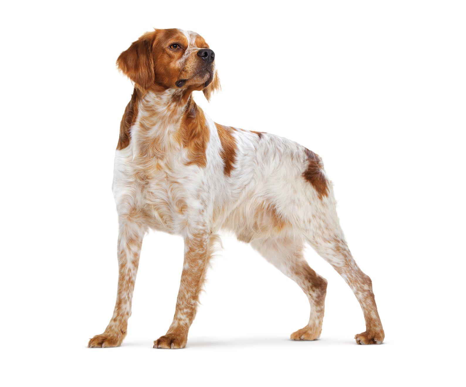 Brittany Spaniel adult in black and white