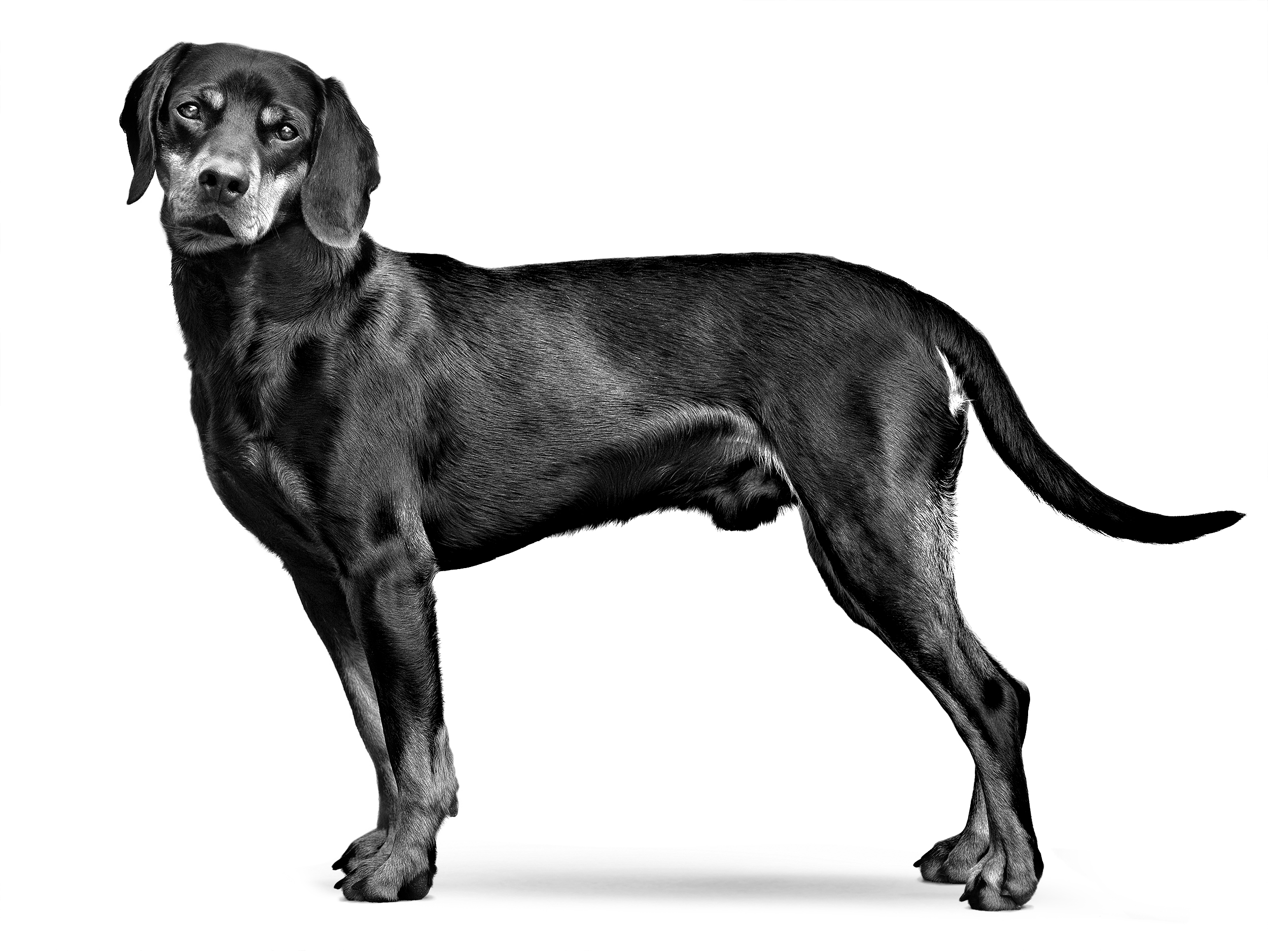 Tan clearance pointer dog