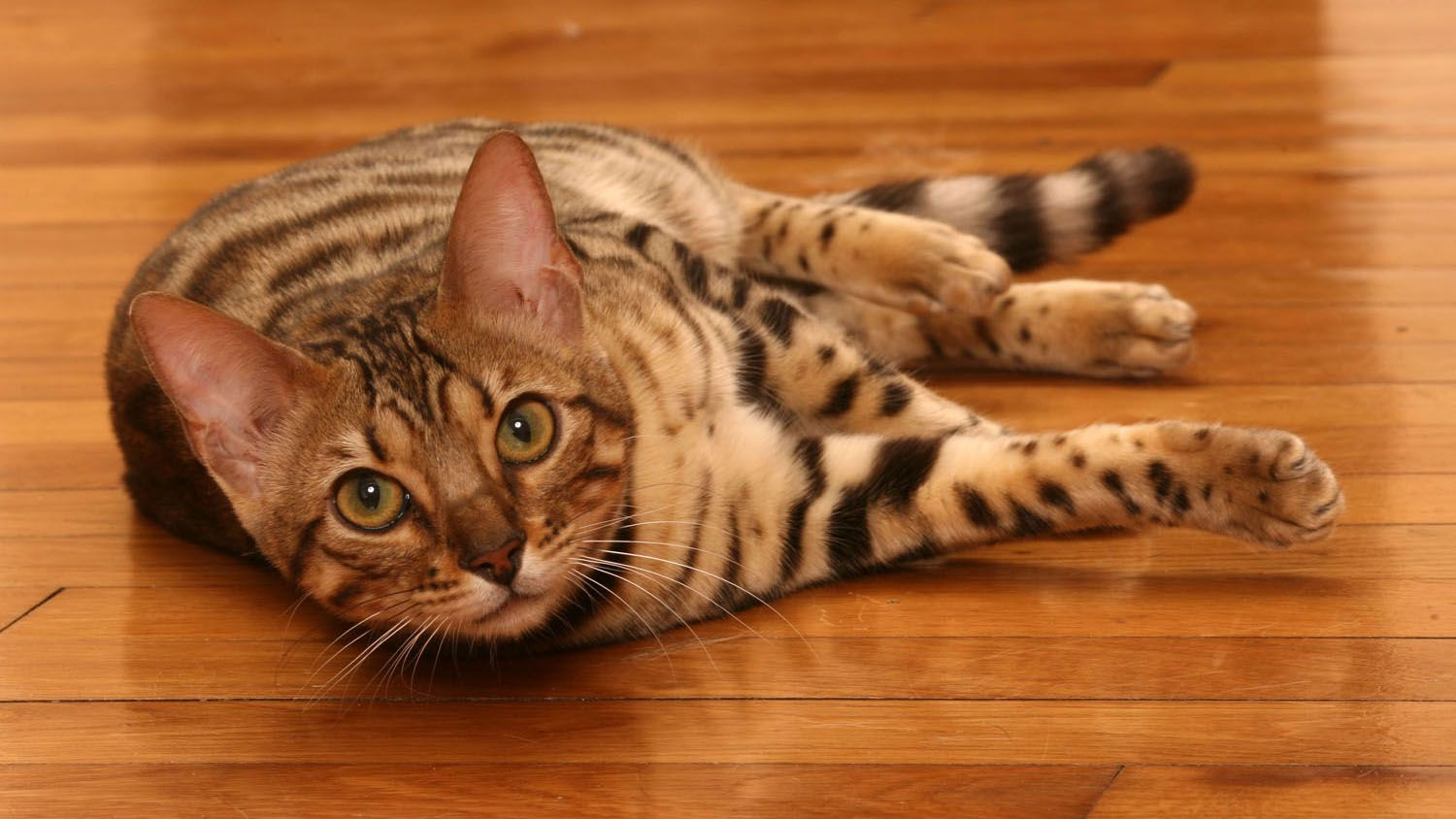 Lying Bengal cat looking at camera