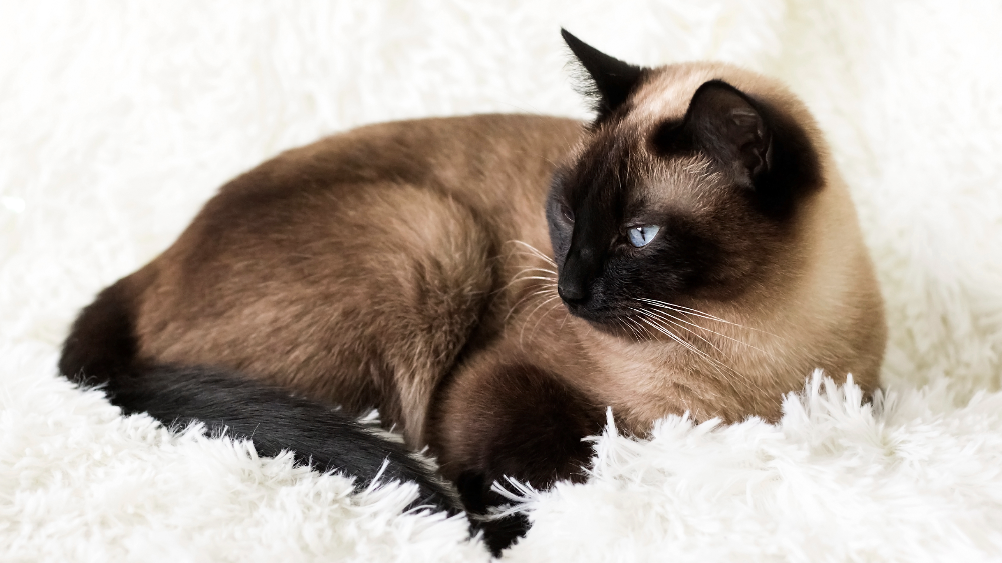 Thai sitting in a white tufted blanket