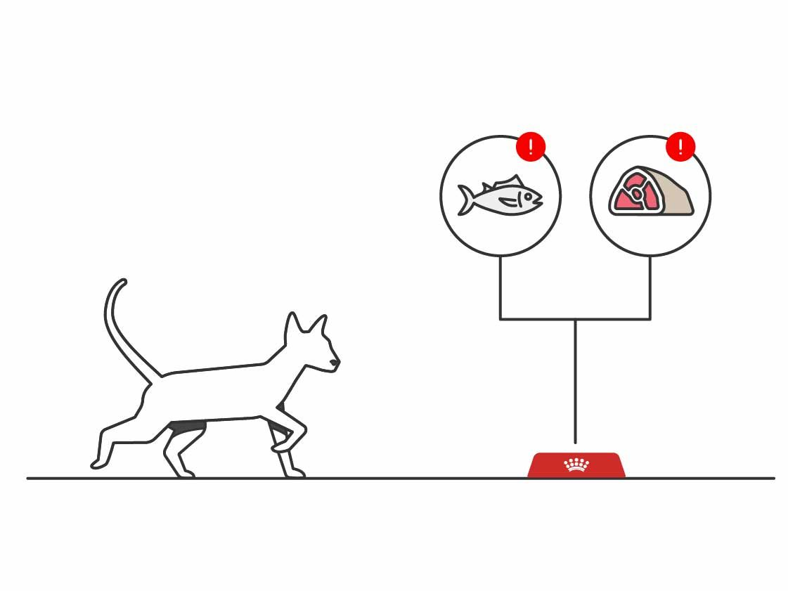 Illustrations of a cat with a red cat food bowl