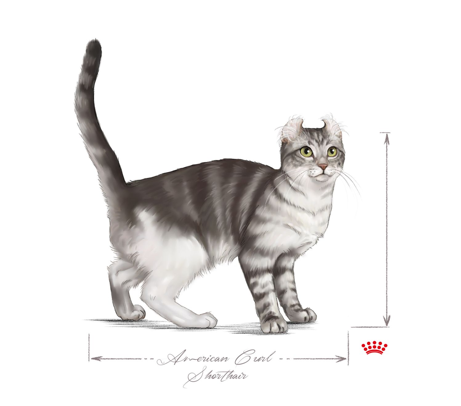 American Shorthair