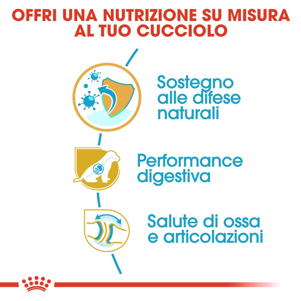 German Shepherd Puppy