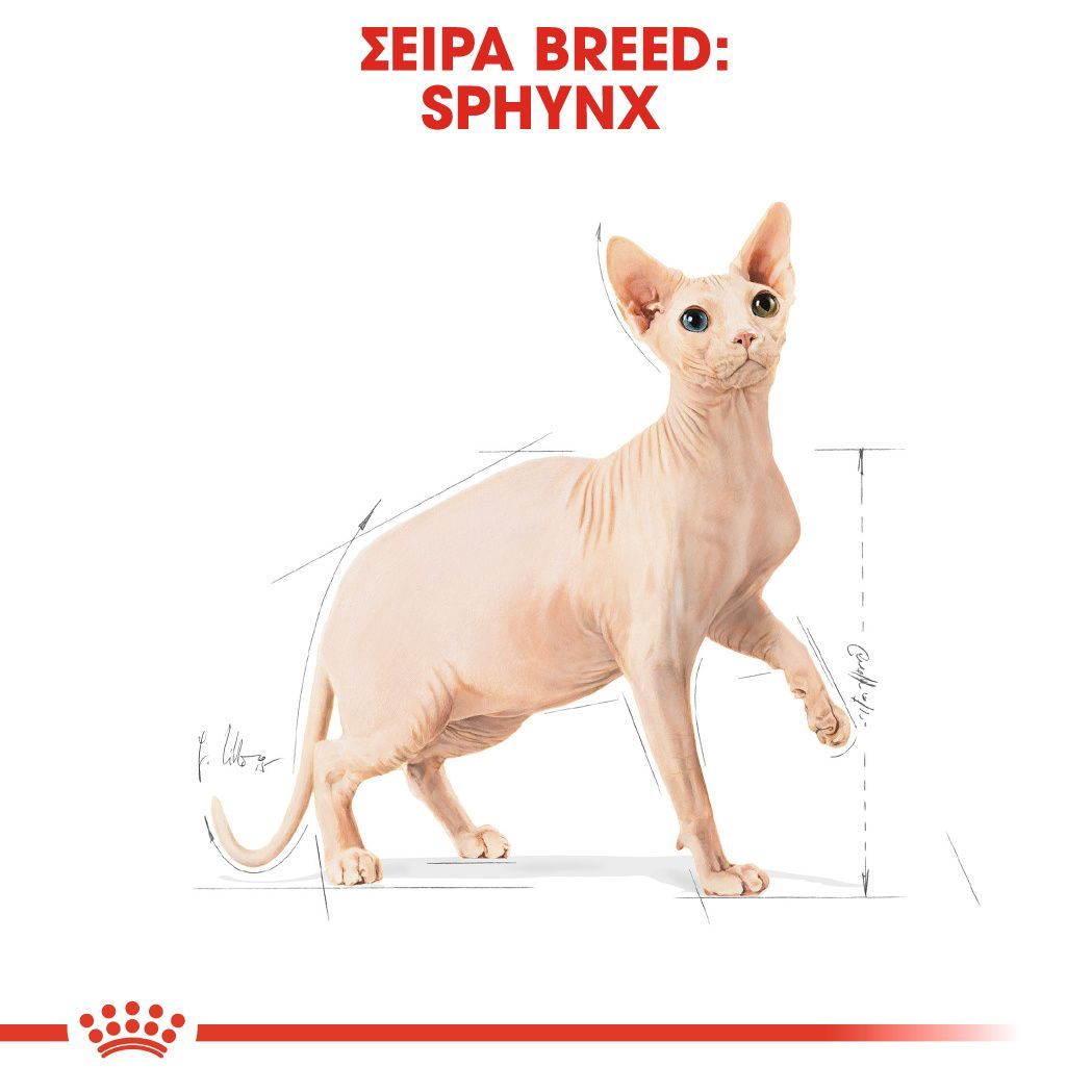 Sphynx Adult