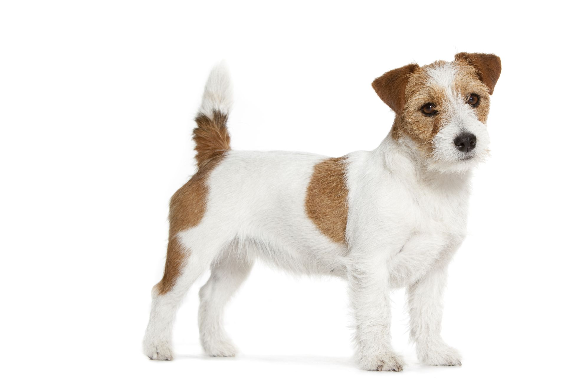 Jack Russell Terrier adult black and white