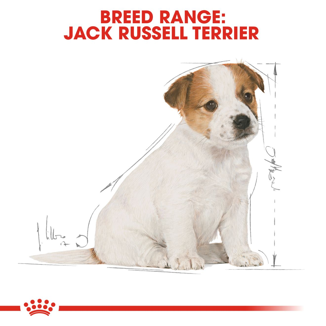 อาหารลูกสุนัข พันธุ์แจ็ค รัสเซลล์ เทอร์เรีย ชนิดเม็ด (JACK RUSSELL TERRIER PUPPY)