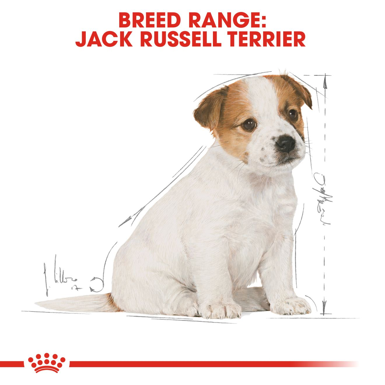 royal canin jack russell puppy