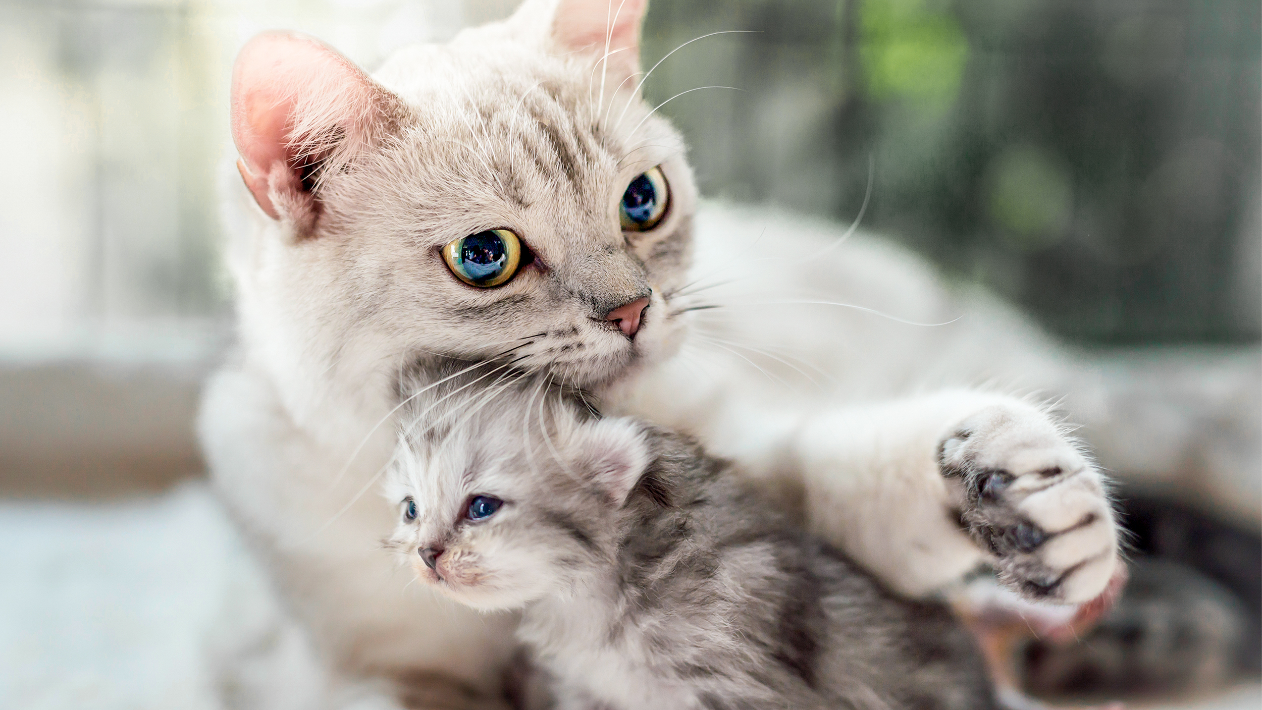 En vuxen american shorthair ligger ner och tar hand om en nyfödd kattunge.