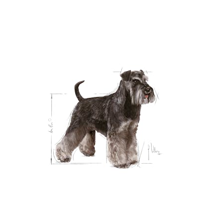 Royal canin outlet mini schnauzer