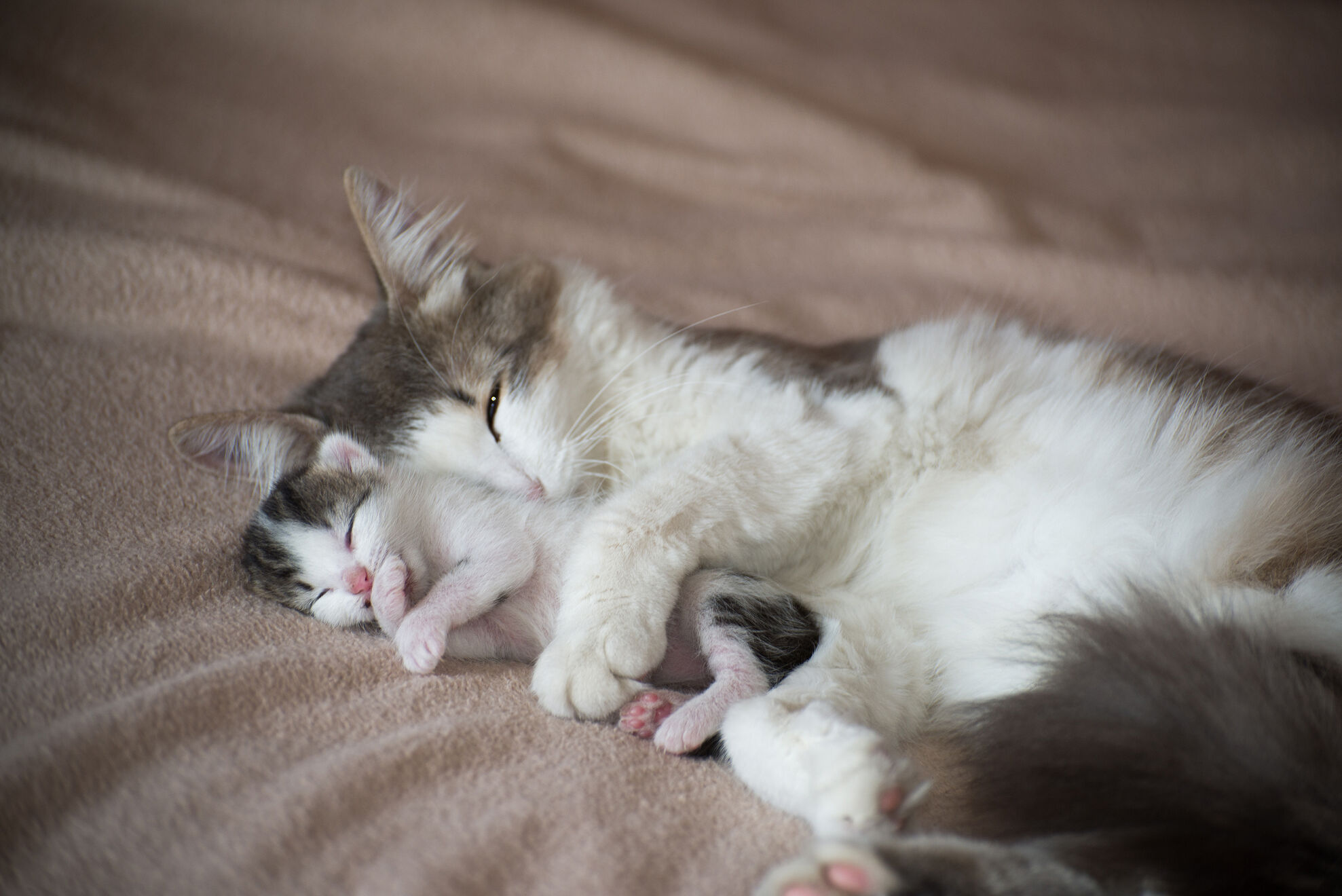 Беременность у кошек: сколько длится, как проходят роды | Royal Canin