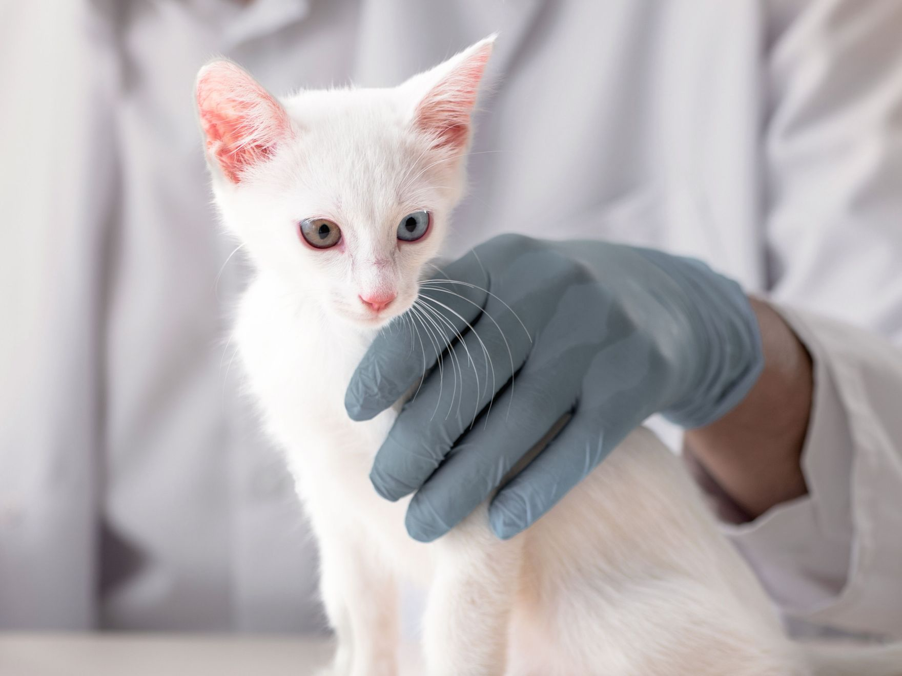 White kitten sitting on a table being examined by a vet
