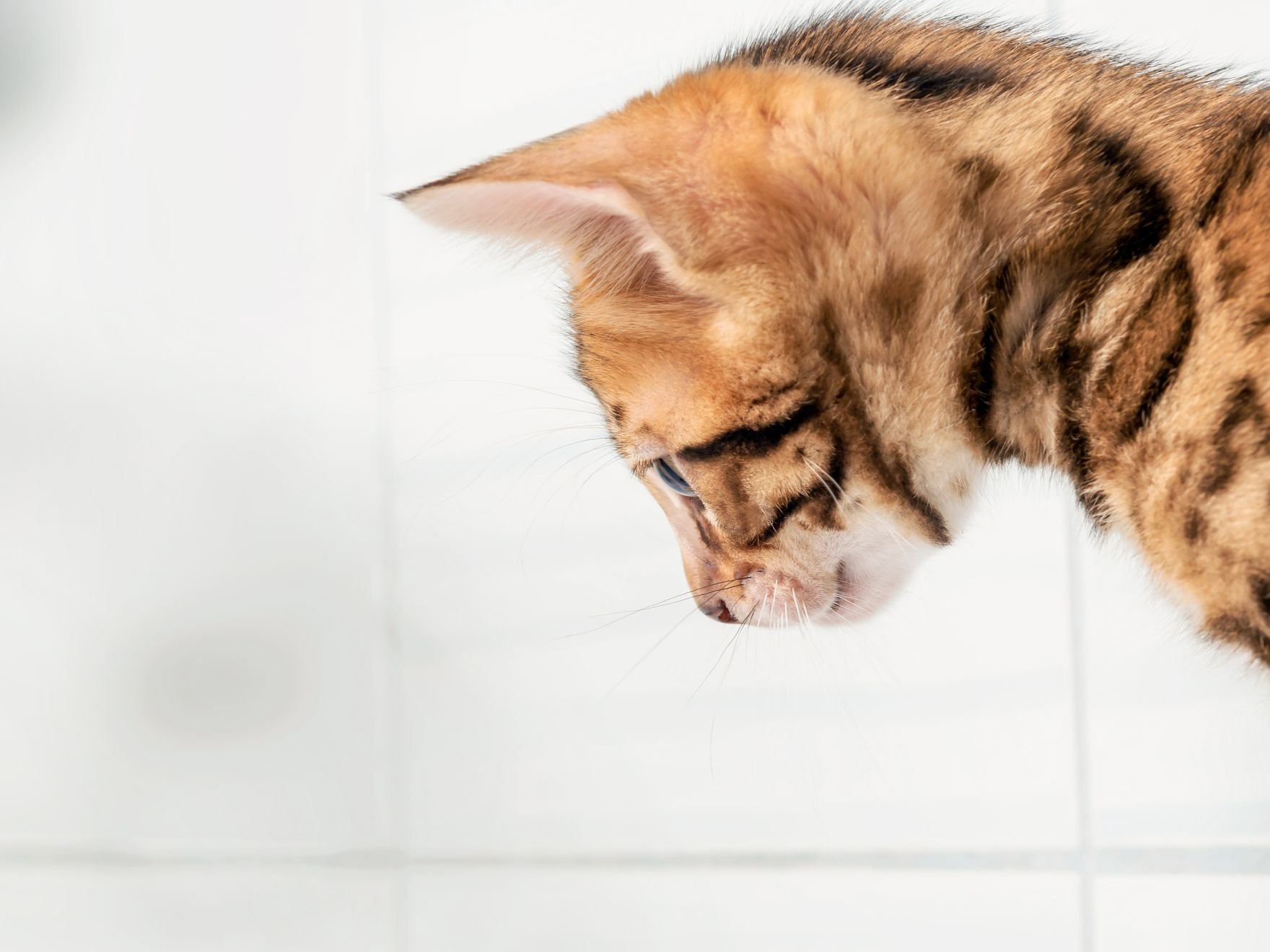 Bengal kitten standing in a bathroom