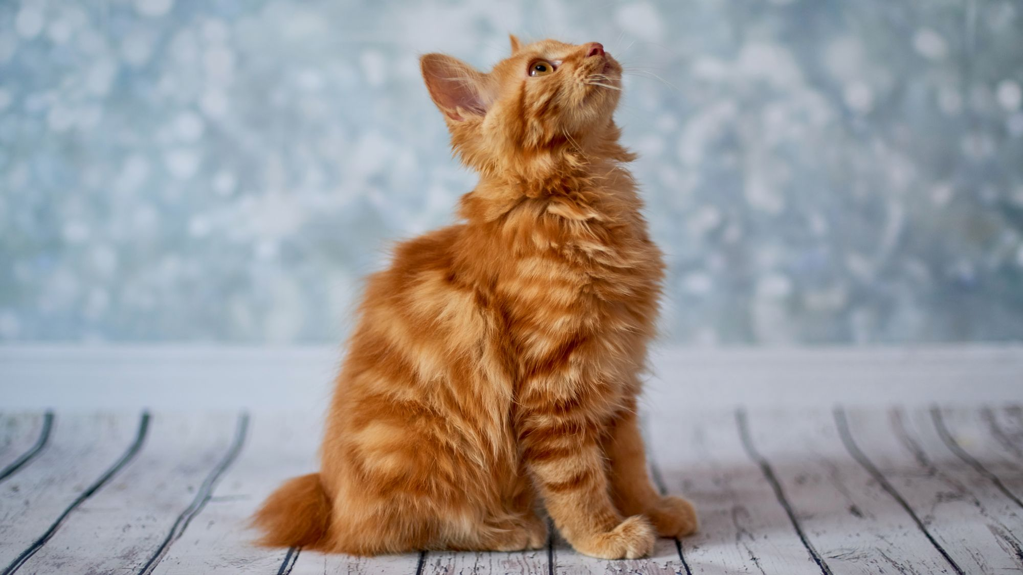 Ginger American Bobtail kitten sat looking up into the sky