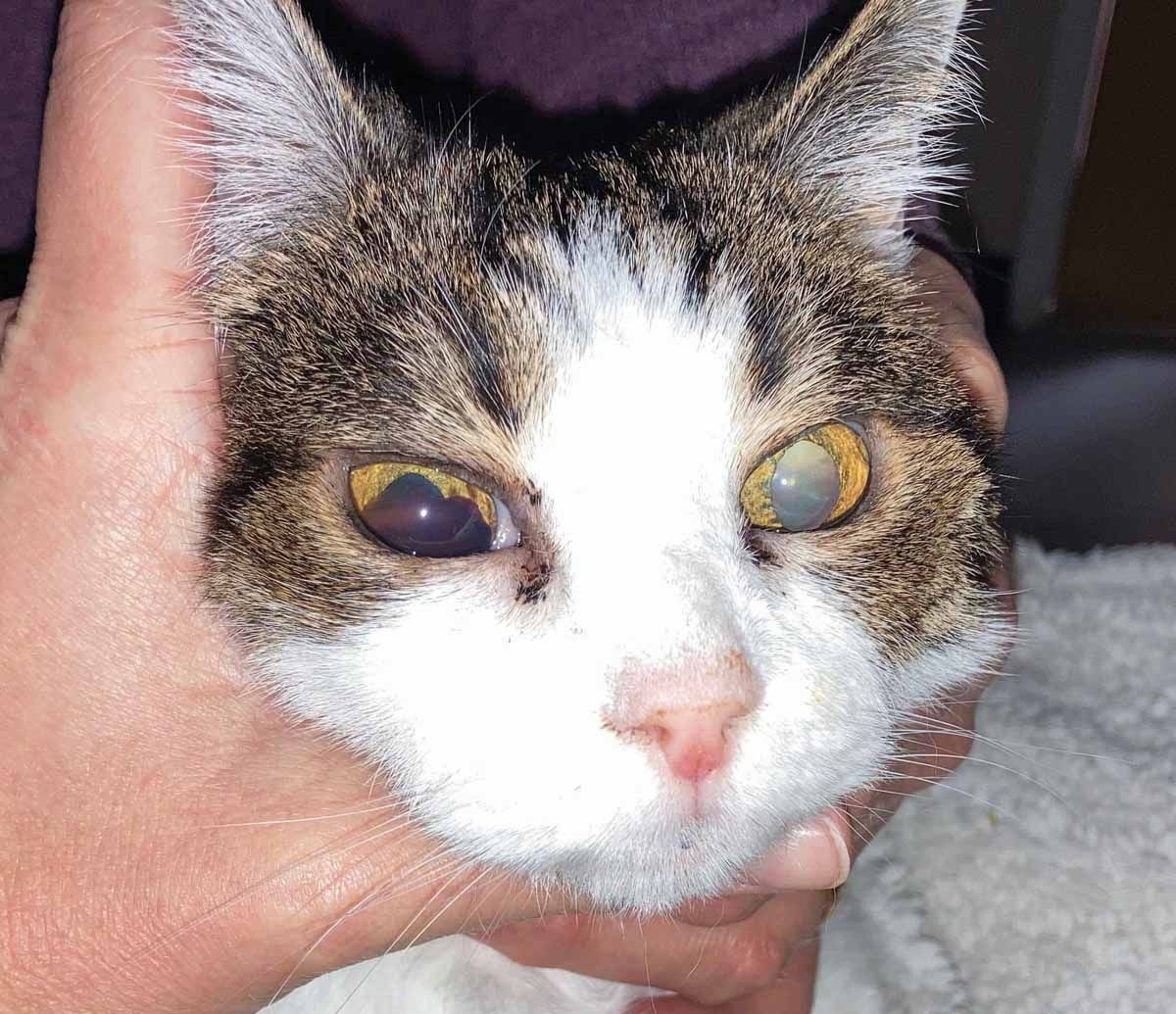 Common manifestations of ocular target organ damage include hyphemia 