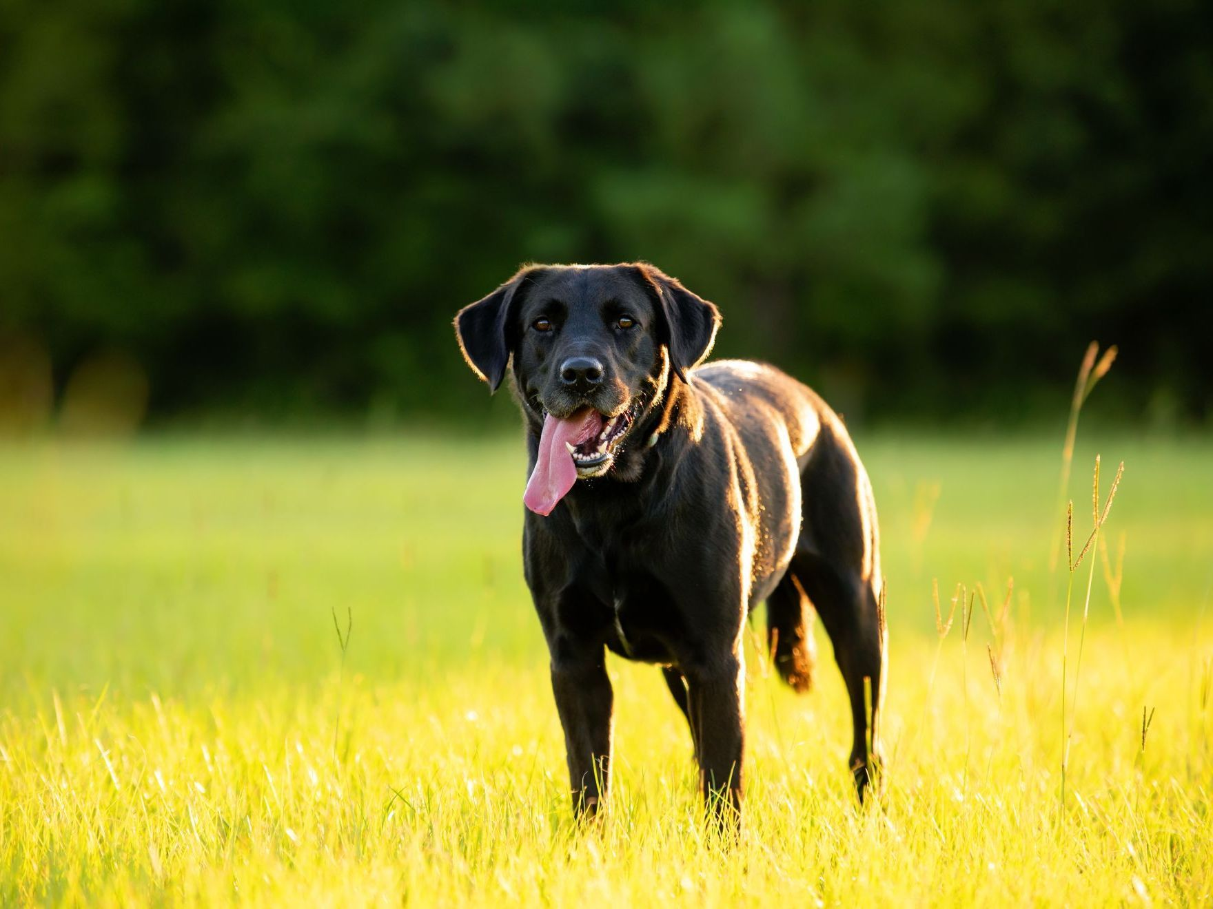 labrador-noir-dans-un champ-d'herbe-au-coucher-du-soleil