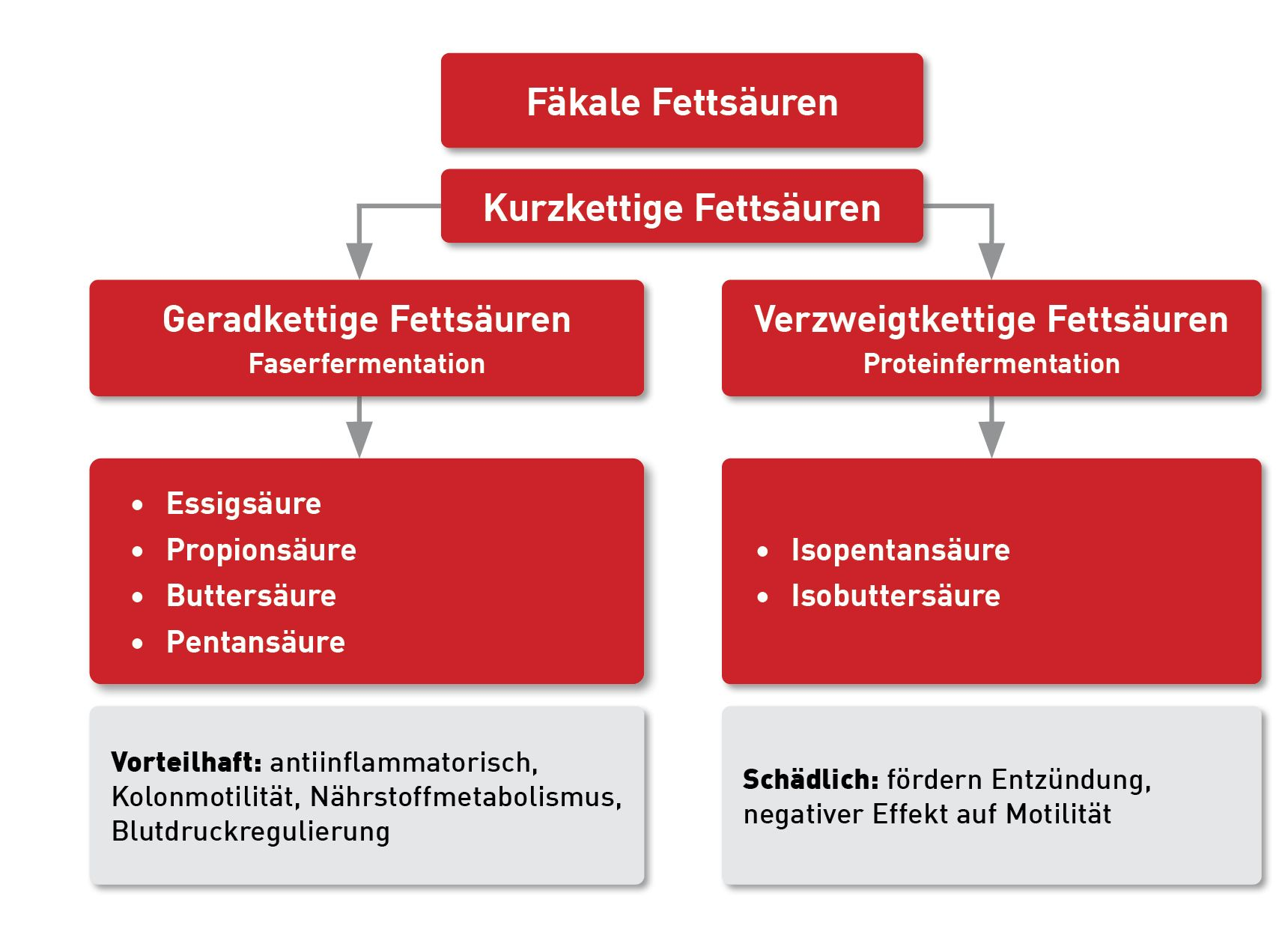 Geradkettige und verzweigtkettige Fettsäuren 