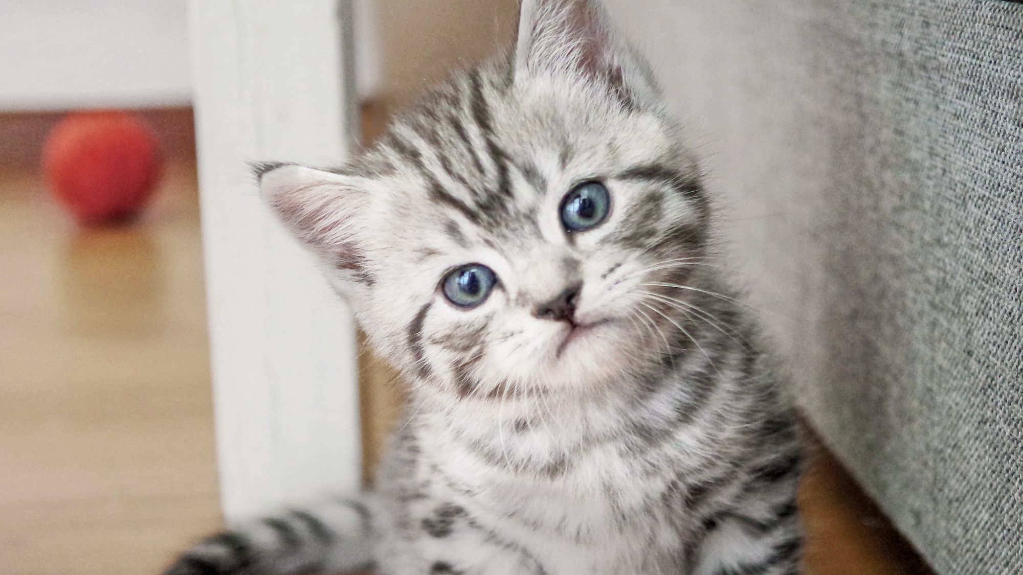 Grey tabby kitten sat indoors next to a grey sofa